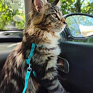 Brownie a rejoint le concours — aidez-le/la à gagner de superbes lots ! cat, tabby_cat, feline, pet, animal, car_interior, window, harness, leash, side_mirror, sunlight, bokeh, nature, tree, greenery, curious, looking_out, domestic_animal, fur, whiskers