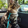 cat, tabby_cat, feline, pet, animal, car_interior, window, harness, leash, side_mirror, sunlight, bokeh, nature, tree, greenery, curious, looking_out, domestic_animal, fur, whiskers