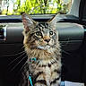 Brownie participe au concours pour gagner de l'argent avec cette photo : cat, tabby_cat, pet, animal, feline, indoor, car_interior, window, leash, box, food, sunlight, bokeh, greenery, nature, whiskers, fur, portrait, alert, sitting