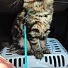 Brownie participe au concours pour gagner de l'argent avec cette photo : cat, tabby, pet_carrier, leash, car_interior, window, sunlight, fur, animal, sitting, looking_out, travel, seat, domestic_cat, striped_fur, whiskers, ears, paw, young_cat, feline