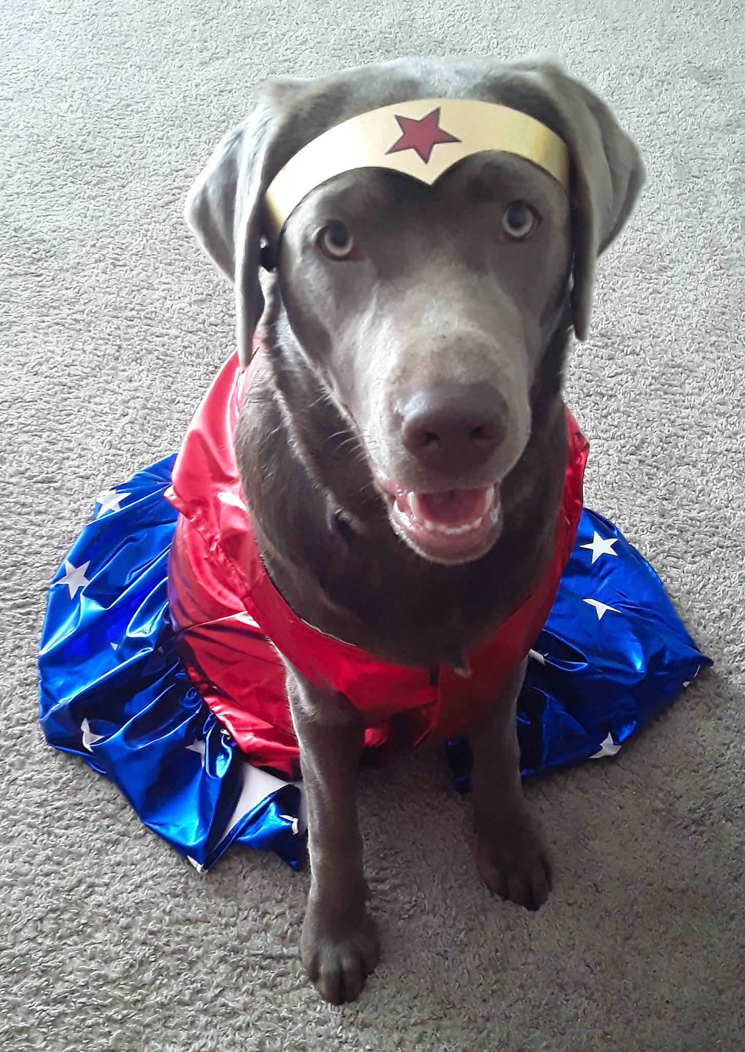 Joy joined the competition — help win amazing prizes! canidae, carnivore, collar, companion_dog, dog, dog_breed, dog_clothes, dog_collar, dog_supply, electric_blue, fashion_accessory, guard_dog, non_sporting_group, personal_protective_equipment, pet_supply, rampur_greyhound, snout, sporting_group, whiskers, working_animal