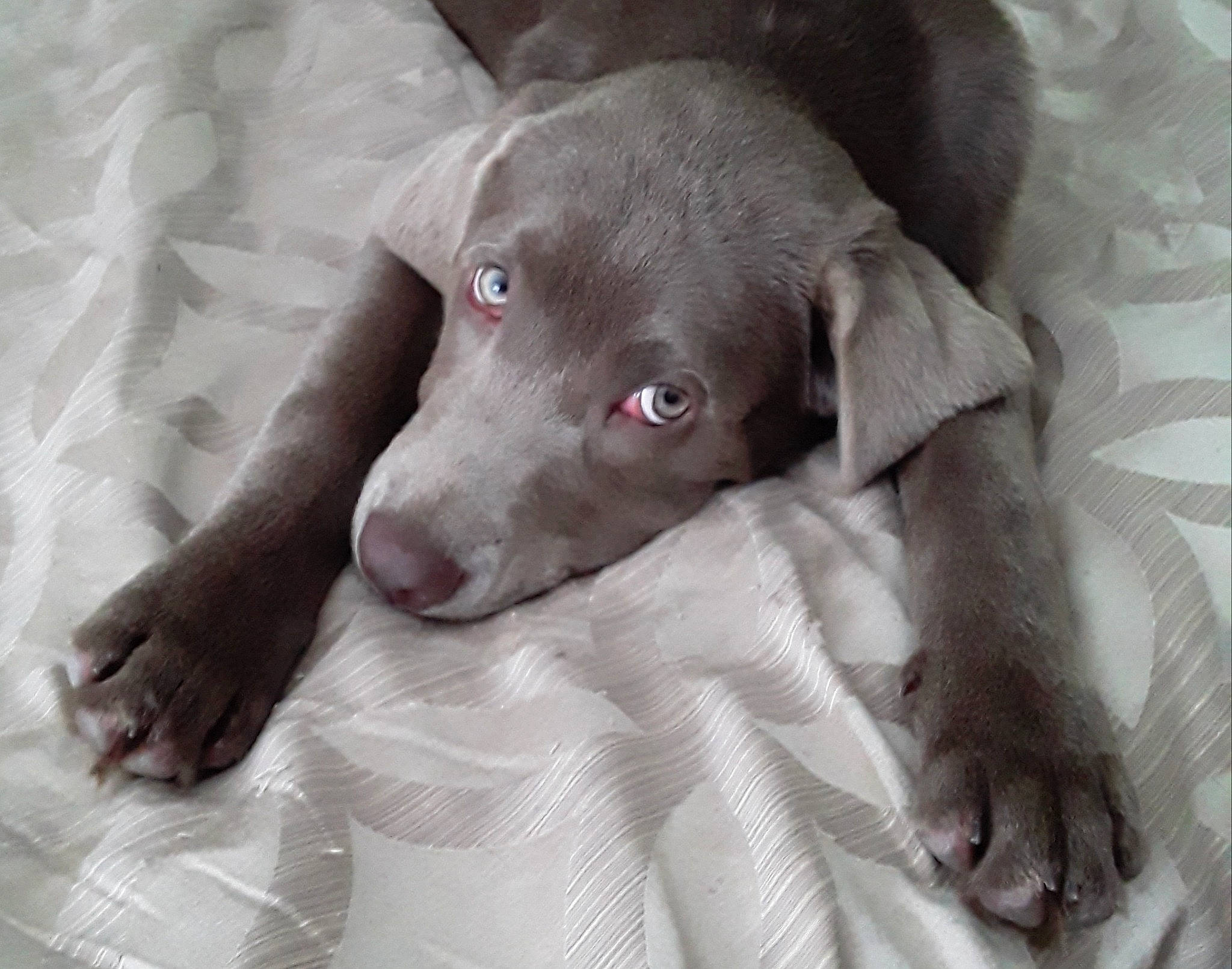 Joy is registered to the contest to win money with this photo: borador, canidae, carnivore, comfort, companion_dog, dog, dog_breed, ear, fawn, fur, grey, gun_dog, liver, non_sporting_group, puppy, snout, sporting_group, terrestrial_animal, whiskers, working_animal