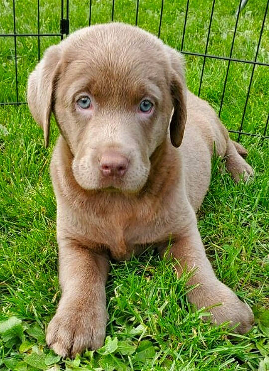 Joy joined the competition — help win amazing prizes! canidae, carnivore, companion_dog, dog, dog_breed, fawn, fence, grass, groundcover, gun_dog, hunting_dog, liver, plant, puppy, sporting_group, terrestrial_animal, whiskers, wood, working_animal