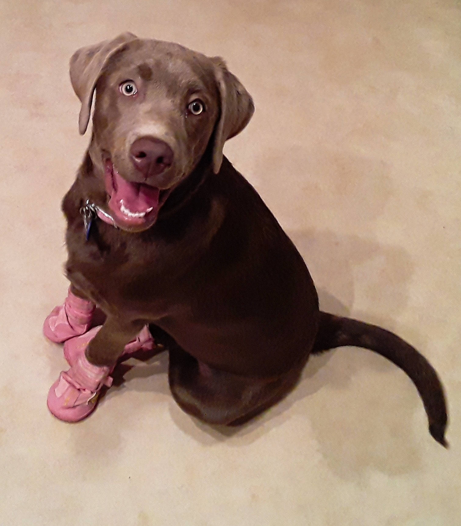 Joy joined the competition — help win amazing prizes! borador, canidae, carnivore, collar, companion_dog, dog, dog_breed, dog_collar, fawn, fur, gun_dog, leash, liver, pet_supply, retriever, snout, sporting_group, tail, whiskers, working_animal