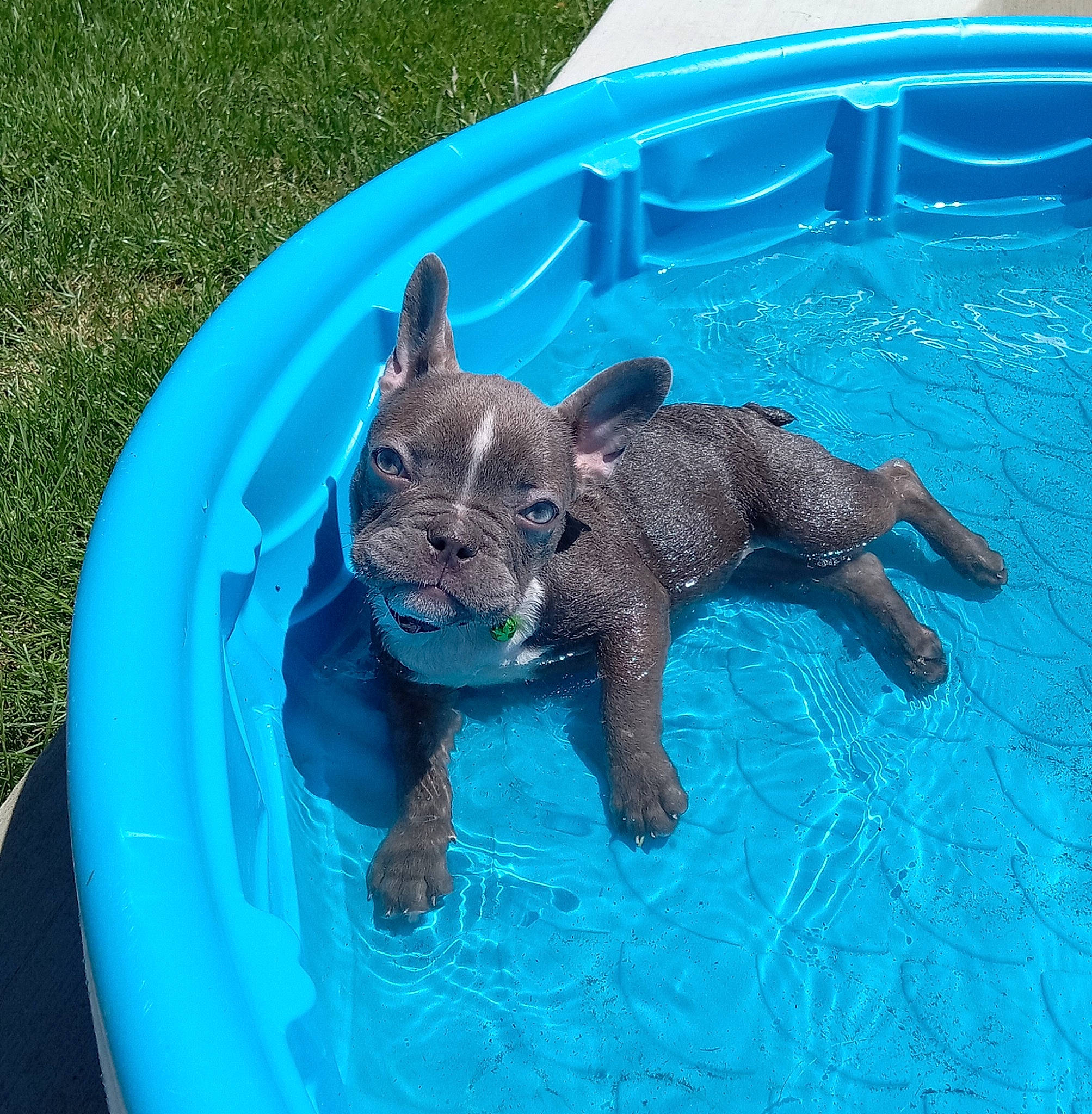 Waffle is registered to the contest to win money with this photo: blue, canidae, carnivore, companion_dog, dog_breed, electric_blue, fawn, felidae, fun, grass, leisure, non_sporting_group, plant, recreation, small_to_medium_sized_cats, swimming_pool, tail, terrestrial_animal, vertebrate, water