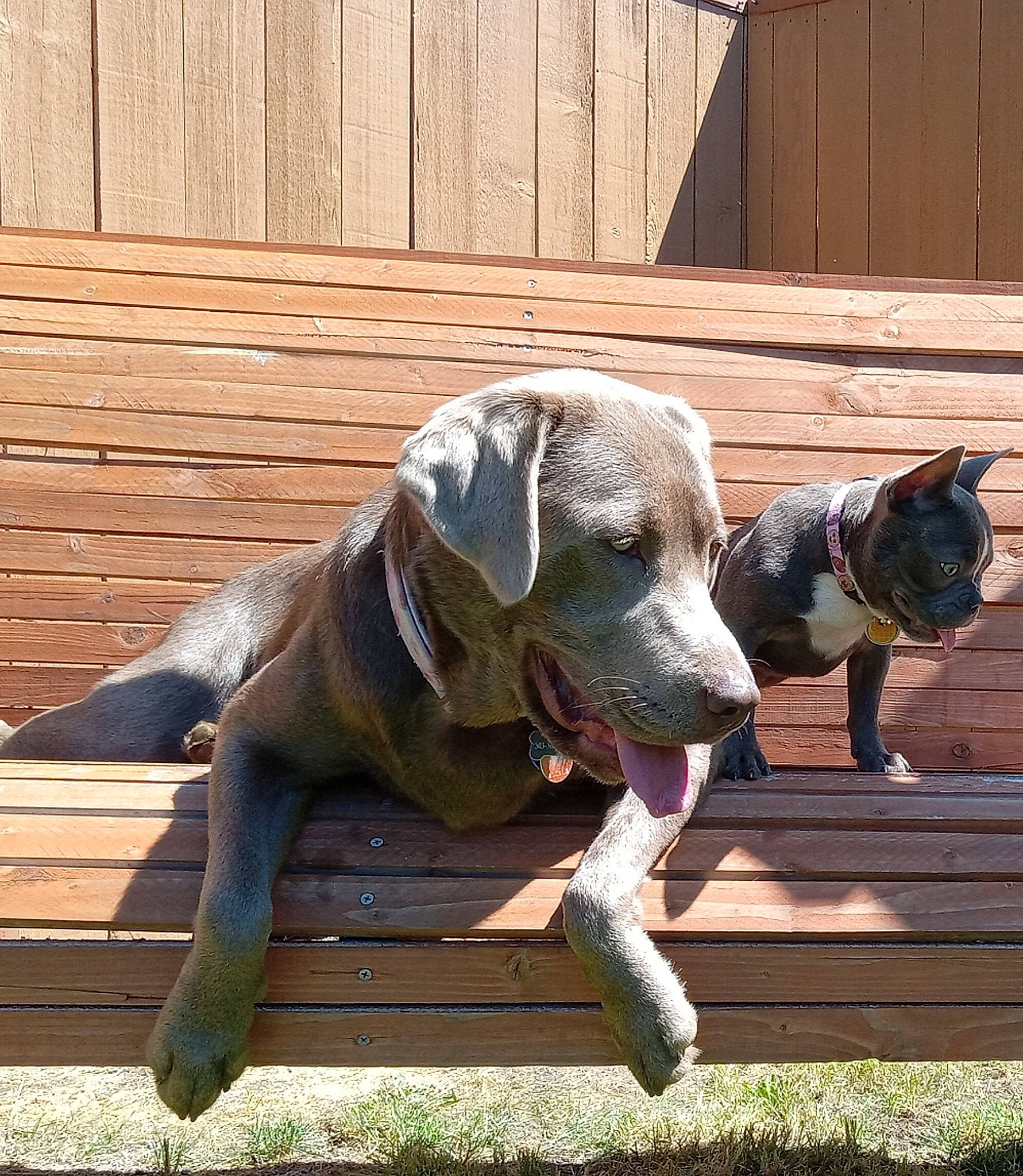 Joy And Waffle joined the competition — help win amazing prizes! canidae, carnivore, collar, companion_dog, dog, dog_breed, dog_collar, dog_supply, fawn, fence, grass, guard_dog, gun_dog, pet_supply, snout, sporting_group, tail, terrestrial_animal, wood, working_animal