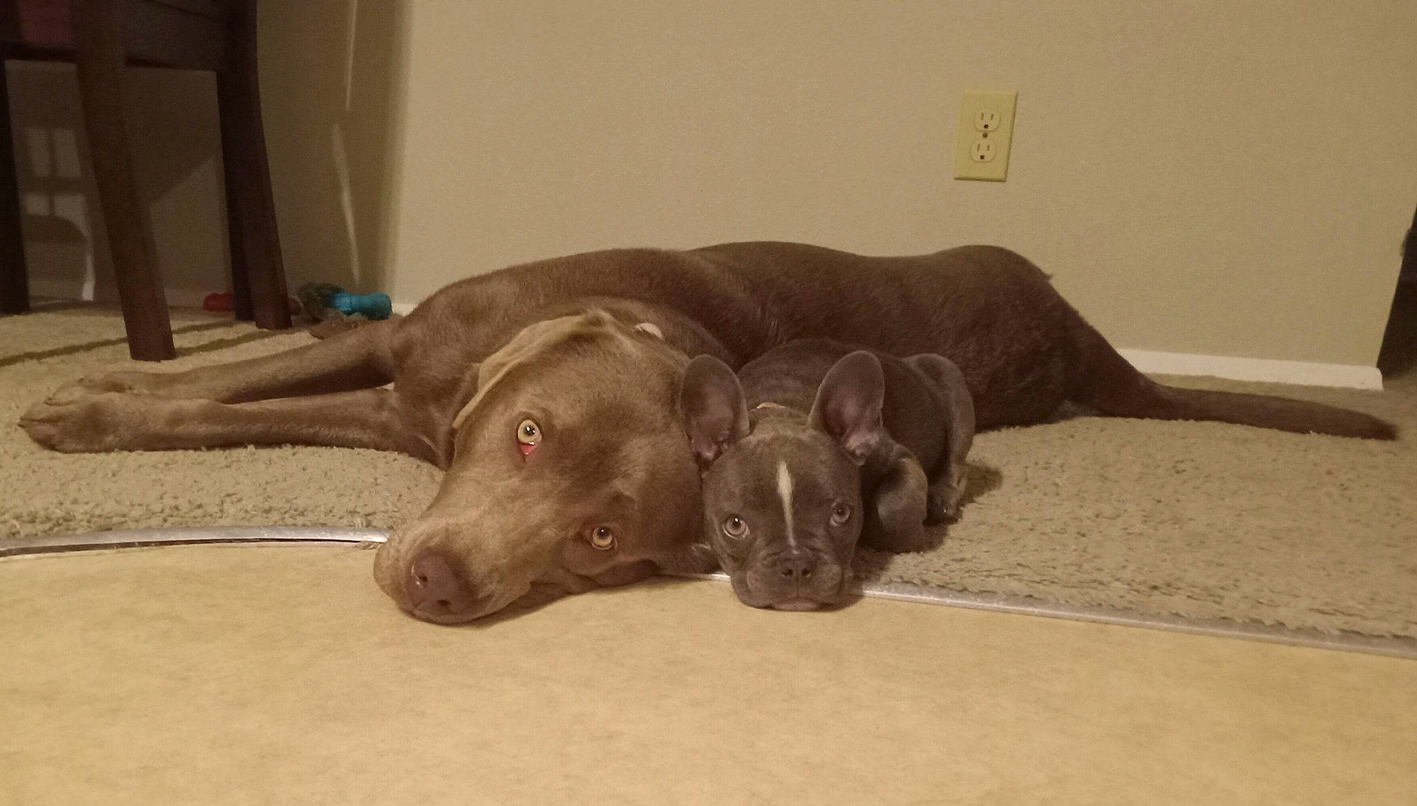 Joy And Waffle joined the competition — help win amazing prizes! canidae, carnivore, comfort, companion_dog, dog, dog_breed, fawn, flooring, guard_dog, hardwood, labrador_retriever, liver, pet_supply, room, snout, sporting_group, tail, whiskers, wood, working_animal