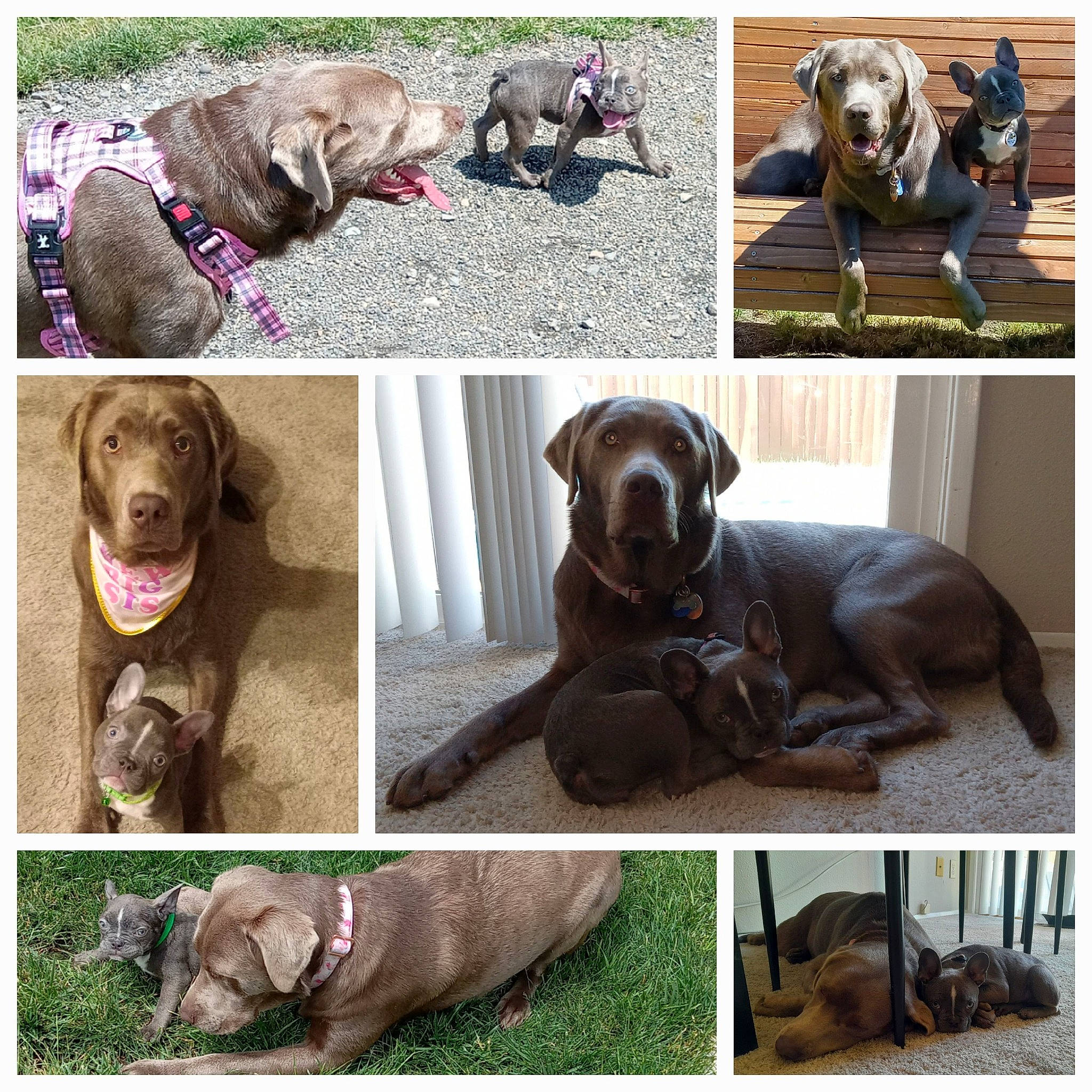 Joy And Waffle joined the competition — help win amazing prizes! brown, canidae, carnivore, collar, companion_dog, dog, dog_breed, dog_collar, fashion_accessory, fawn, green, liver, mammal, outerwear, pet_supply, photograph, snapshot, sporting_group, vertebrate, working_animal