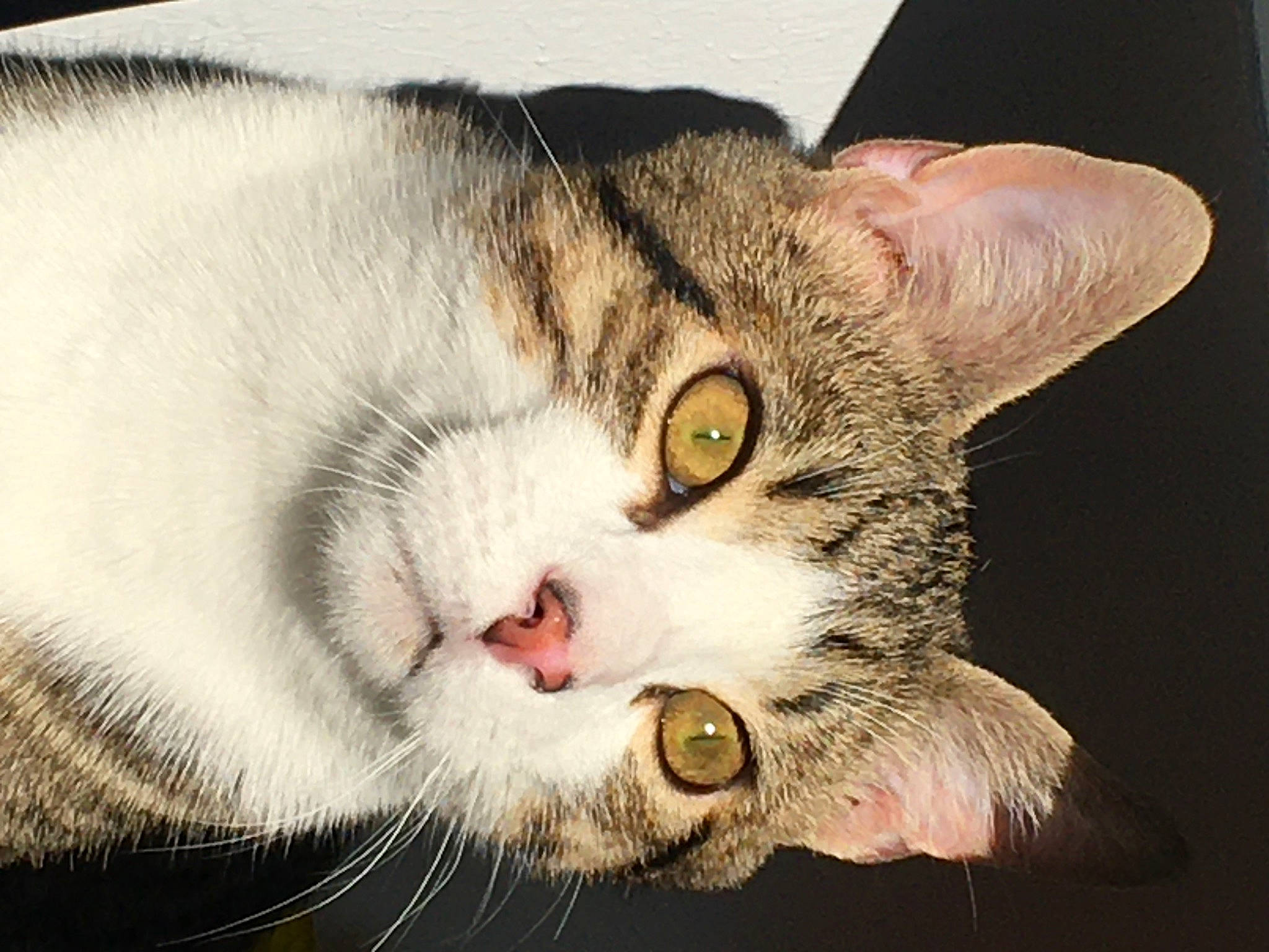 Rocco participe au concours pour gagner de l'argent avec cette photo : carnivore, cat, comfort, domestic_short_haired_cat, ear, felidae, fur, paw, small_to_medium_sized_cats, snout, whiskers, window