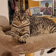 Cosmo participe au concours pour gagner de l'argent avec cette photo : animal, cabinet, calendar, cat, cat_perch, cozy, curious, furniture, home, indoor, looking_at_camera, mammal, painting, pet, plush, relaxed, shadow, striped, tabby, wall