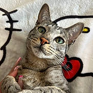 Tini is registered to the contest to win money with this photo: cat, tabby_cat, pet, animal, feline, close_up, green_eyes, whiskers, fur, soft_blanket, cartoon_blanket, hand, pink_nails, cute, cozy, indoor, portrait, looking_up, relaxed, domestic_animal