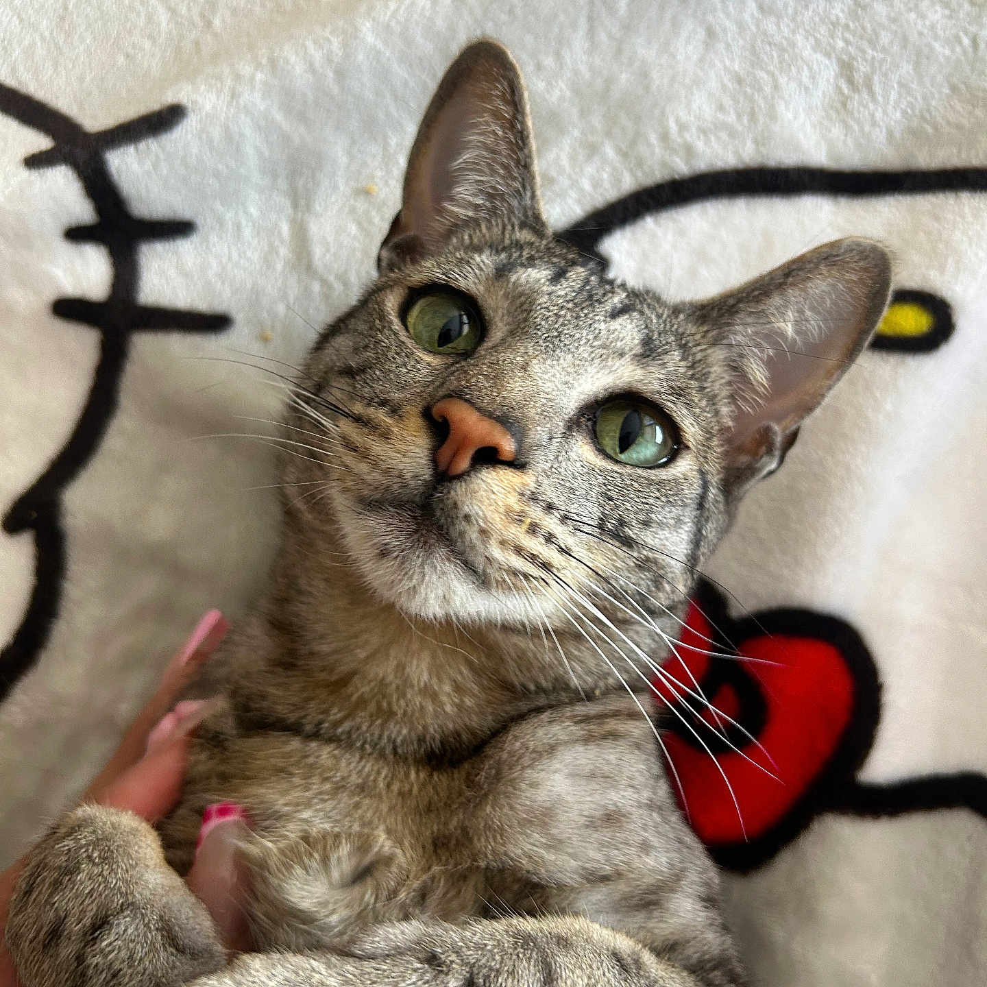 Tini is registered to the contest to win money with this photo: cat, tabby_cat, pet, animal, feline, close_up, green_eyes, whiskers, fur, soft_blanket, cartoon_blanket, hand, pink_nails, cute, cozy, indoor, portrait, looking_up, relaxed, domestic_animal