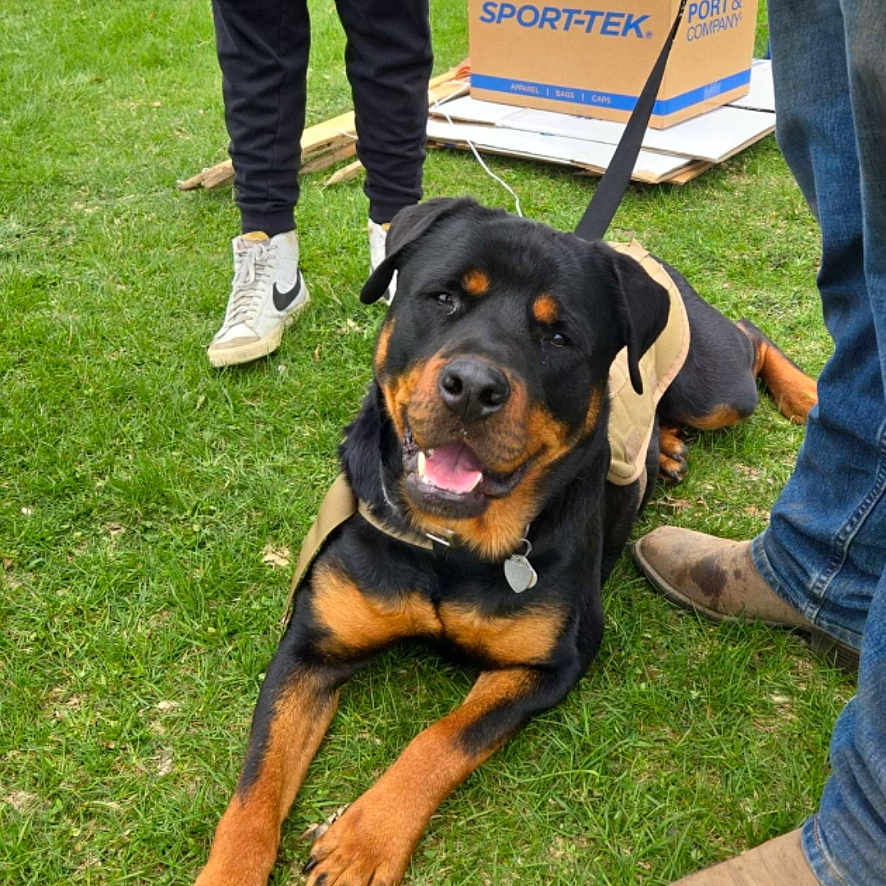 Gunner is registered to the contest to win money with this photo: accessories, adult, animal, box, canine, clothing, dog, footwear, grass, jeans, lawn, male, man, pants, person, pet, plant, policedog, shoe, strap