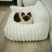 Chouchou a rejoint le concours — aidez-le/la à gagner de superbes lots ! animal, cat, comfortable, cozy, cute, decor, domestic, floor, fluffy, furniture, home, indoor, pet_bed, plush, relaxed, resting, siamese_cat, soft, vase, white