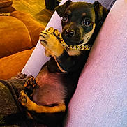 Dean is registered to the contest to win money with this photo: puppy, dog, lap, gold_chain, cute, indoor, cozy, person, jeans, brown_couch, wood_floor, small_dog, pet, animal, relaxed, sitting, fur, black_and_tan, closeup, young