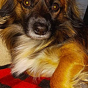 Benny is registered to the contest to win money with this photo: dog, close_up, brown_eyes, fluffy, fur, nose, pet, animal, indoor, blanket, red, black, checkered, relaxed, cute, mammal, portrait, comfort, laying_down, cozy