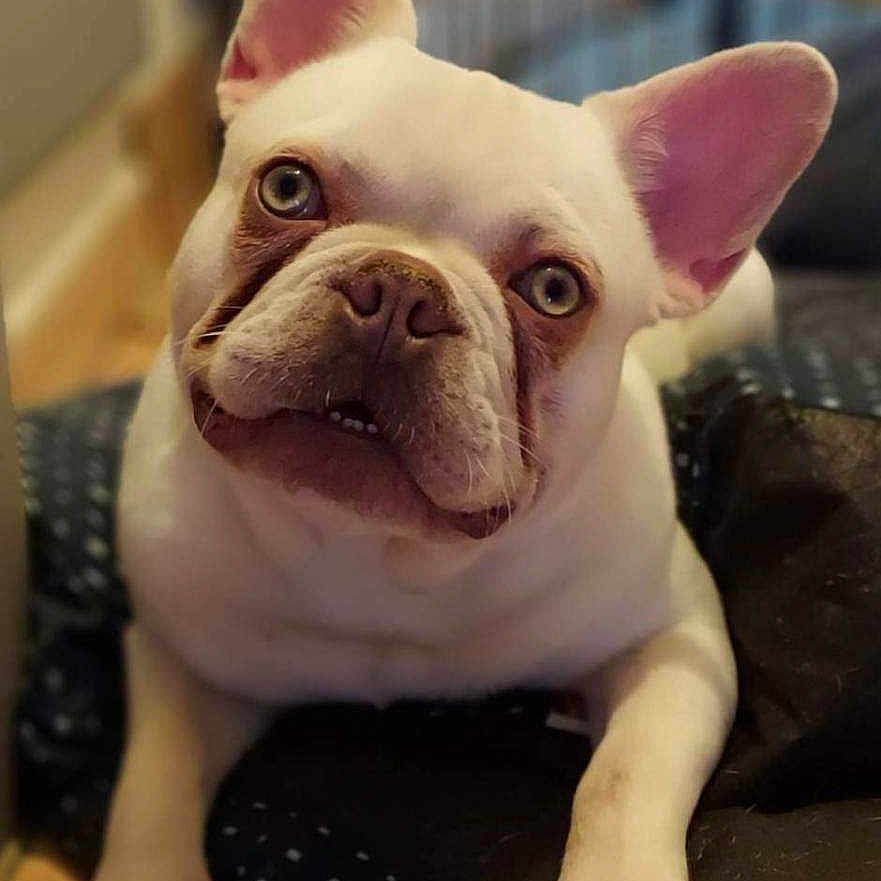 Gucci a rejoint le concours — aidez-le/la à gagner de superbes lots ! animal, bostonbull, boxer, bulldog, canine, dog, frenchbulldog, pet, pitbull, puppy, whitedog
