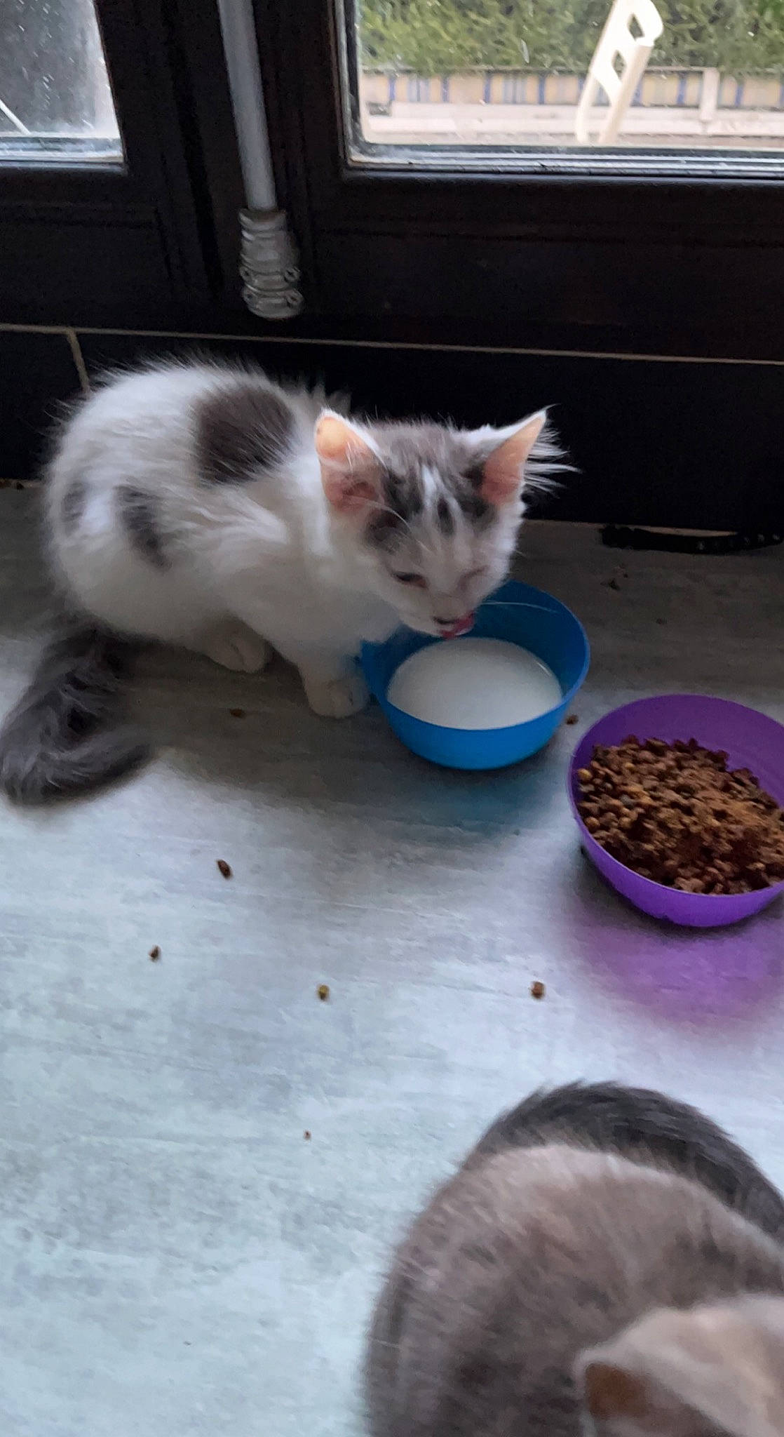 Luigi a rejoint le concours — aidez-le/la à gagner de superbes lots ! animal_feed, bowl, cat, cat_food, cat_supply, domestic_short_haired_cat, felidae, flooring, food, ingredient, paw, pet_food, pet_supply, recipe, small_animal_food, small_to_medium_sized_cats, tableware, tail, whiskers, window