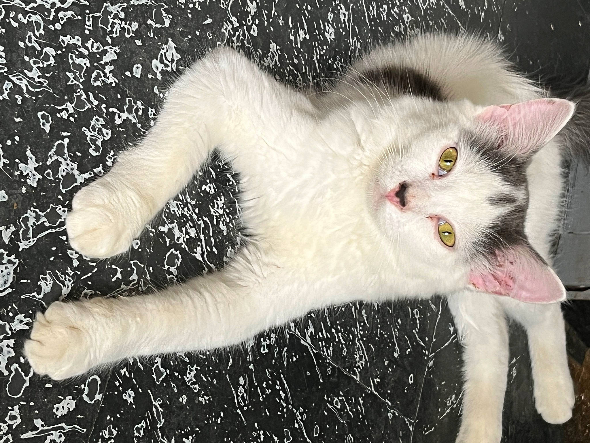 Luigi a rejoint le concours — aidez-le/la à gagner de superbes lots ! carnivore, cat, claw, domestic_short_haired_cat, fang, fawn, felidae, foot, fur, gesture, organism, paw, photo_caption, small_to_medium_sized_cats, snout, tail, terrestrial_animal, whiskers