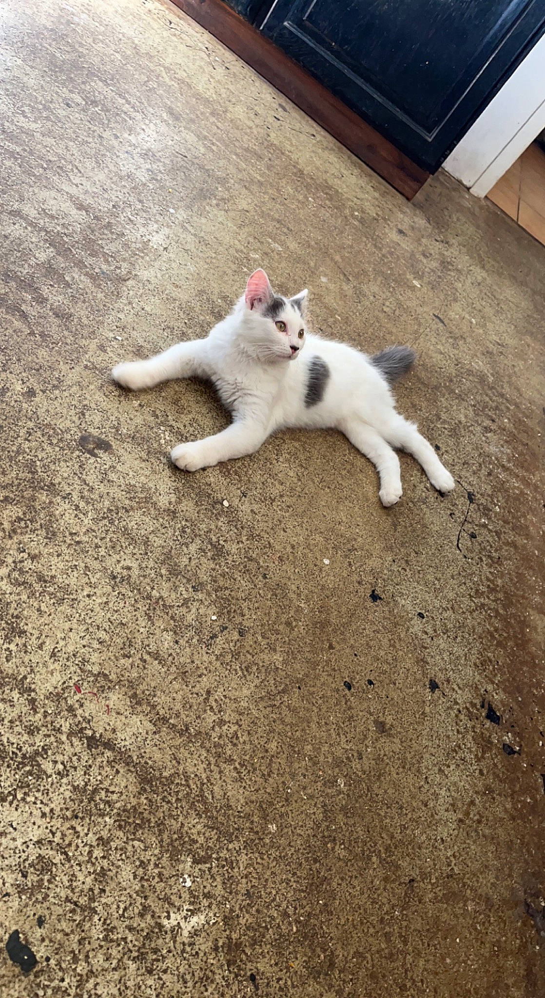 Luigi participe au concours pour gagner de l'argent avec cette photo : asphalt, canidae, carnivore, cat, domestic_short_haired_cat, fawn, felidae, flooring, fur, grass, human_leg, metal, paw, road_surface, sand, sky, small_to_medium_sized_cats, tail, whiskers, wood