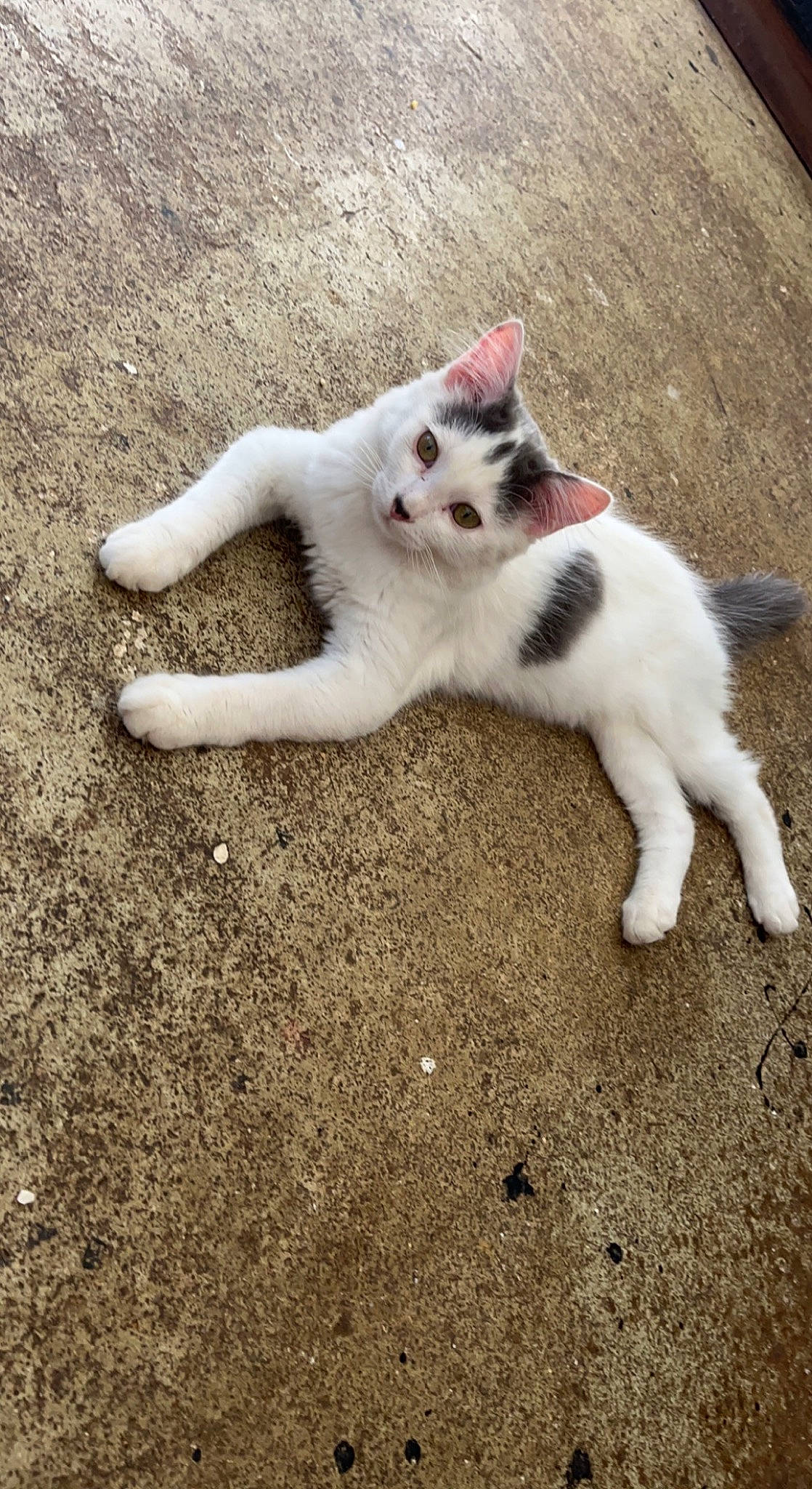 Luigi participe au concours pour gagner de l'argent avec cette photo : canidae, carnivore, cat, claw, domestic_short_haired_cat, fawn, felidae, foot, fur, grass, human_leg, paw, photo_caption, sitting, small_to_medium_sized_cats, snout, soil, tail, terrestrial_animal, whiskers