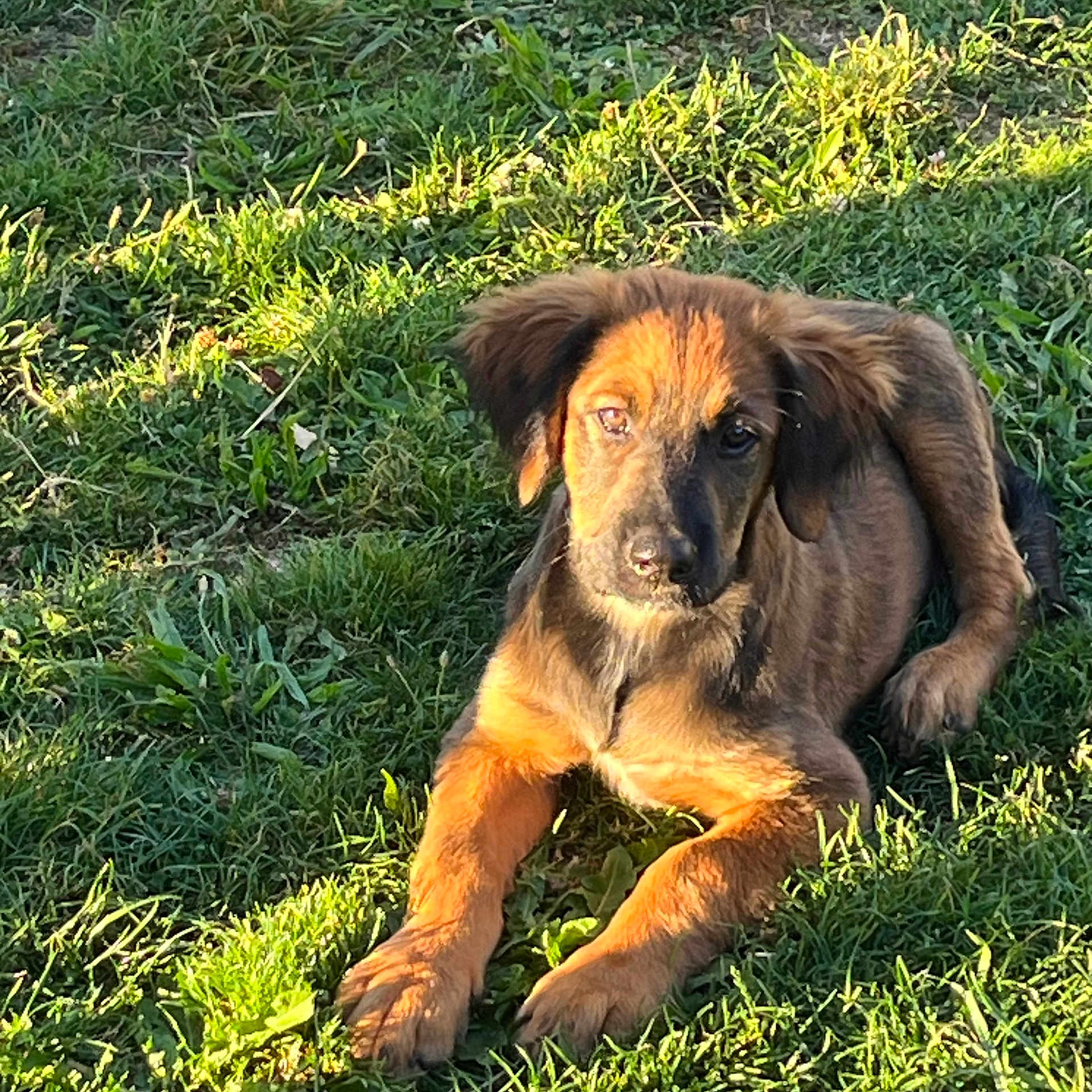 Lucky a rejoint le concours — aidez-le/la à gagner de superbes lots ! animal, ball, canine, dog, field, football, goldenretriever, grass, grassland, hound, lawn, nature, outdoors, pet, plant, puppy, soccer, soccerball, sport, yard