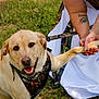 animal, bandana, camo_pattern, dog, grass, happy, holding_paw, human_hand, labrador, leash, outdoor, paw, pet, portrait, romeo_tattoo, smile, tattoo, wedding_dress, white_dress, yellow_labrador