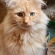 Loki is registered to the contest to win money with this photo: cat, fluffy, orange_cat, heterochromia, green_eye, amber_eye, pet, indoor, closeup, fur, whiskers, animal, cute, domestic_cat, portrait, feline, soft_texture, cat_tree, cardboard_box, calm