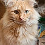 cat, fluffy, orange_cat, heterochromia, green_eye, amber_eye, pet, indoor, closeup, fur, whiskers, animal, cute, domestic_cat, portrait, feline, soft_texture, cat_tree, cardboard_box, calm