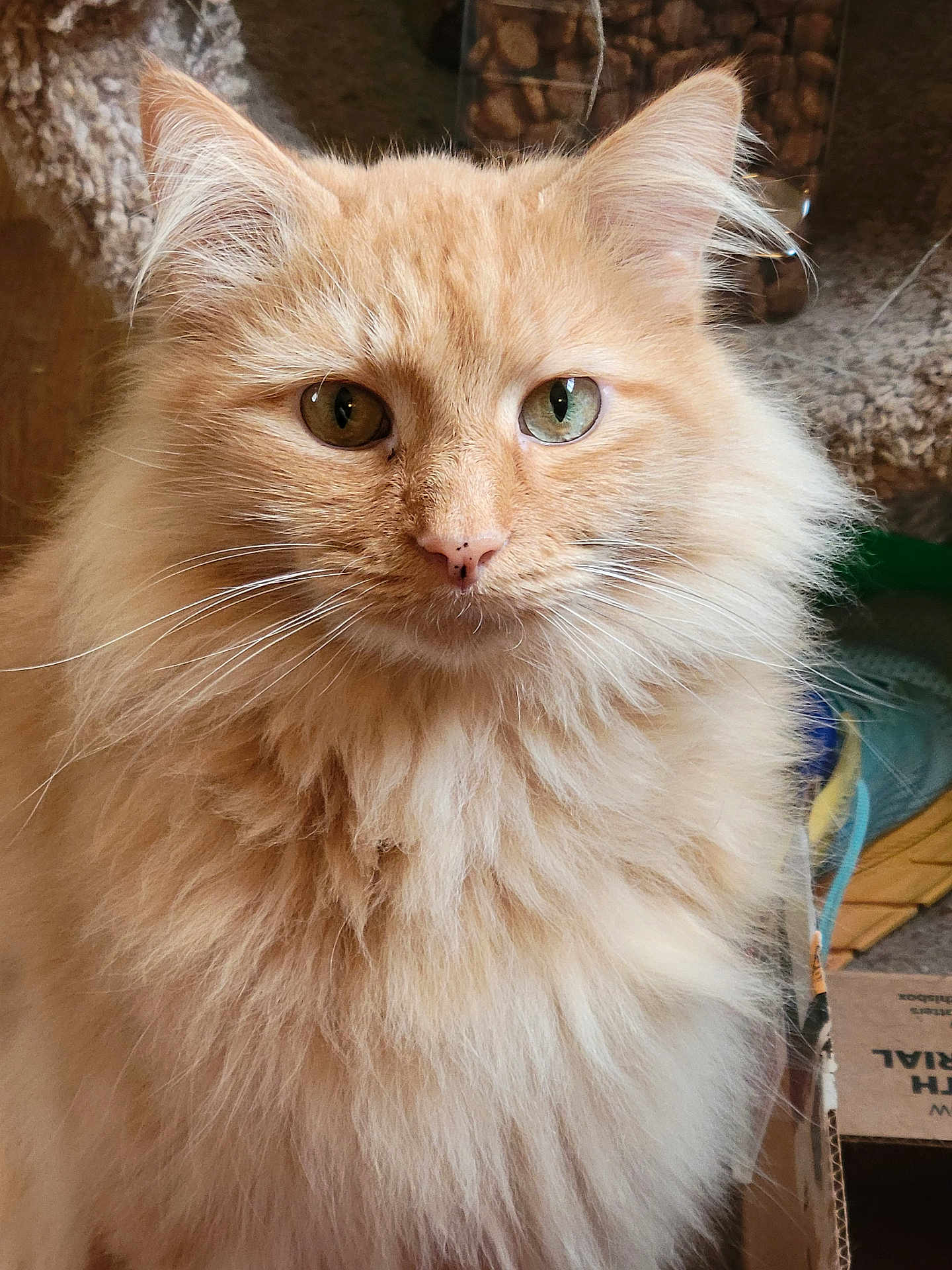 Loki is registered to the contest to win money with this photo: cat, fluffy, orange_cat, heterochromia, green_eye, amber_eye, pet, indoor, closeup, fur, whiskers, animal, cute, domestic_cat, portrait, feline, soft_texture, cat_tree, cardboard_box, calm