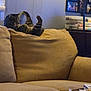 beige, cat, couch, cozy, curtains, framed_photos, furniture, game_controller, home, indoor, lamp, living_room, playful, relaxing, snacks, stretching, tabby_cat, table, wall, window
