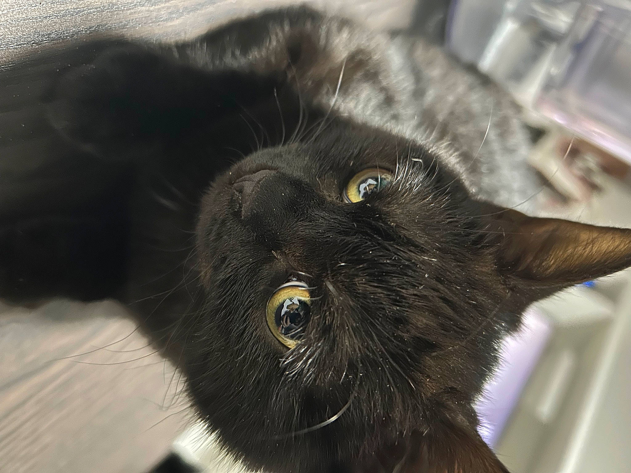 Dopel participe au concours pour gagner de l'argent avec cette photo : black_cat, bombay, carnivore, cat, claw, domestic_short_haired_cat, ear, felidae, fur, liver, small_to_medium_sized_cats, snout, terrestrial_animal, whiskers