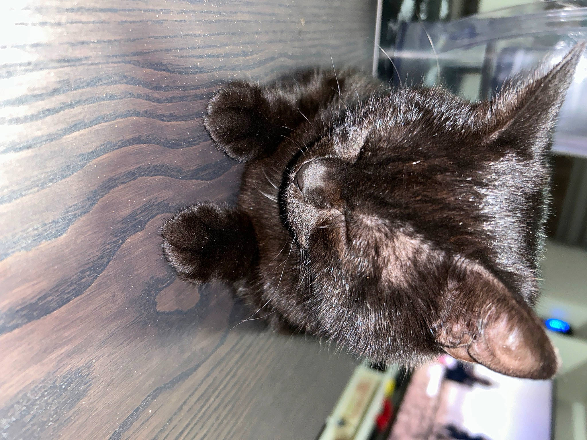 Dopel participe au concours pour gagner de l'argent avec cette photo : black_cat, carnivore, cat, claw, domestic_short_haired_cat, felidae, flooring, fur, hardwood, paw, small_to_medium_sized_cats, snout, tail, terrestrial_animal, whiskers, wood, wood_flooring