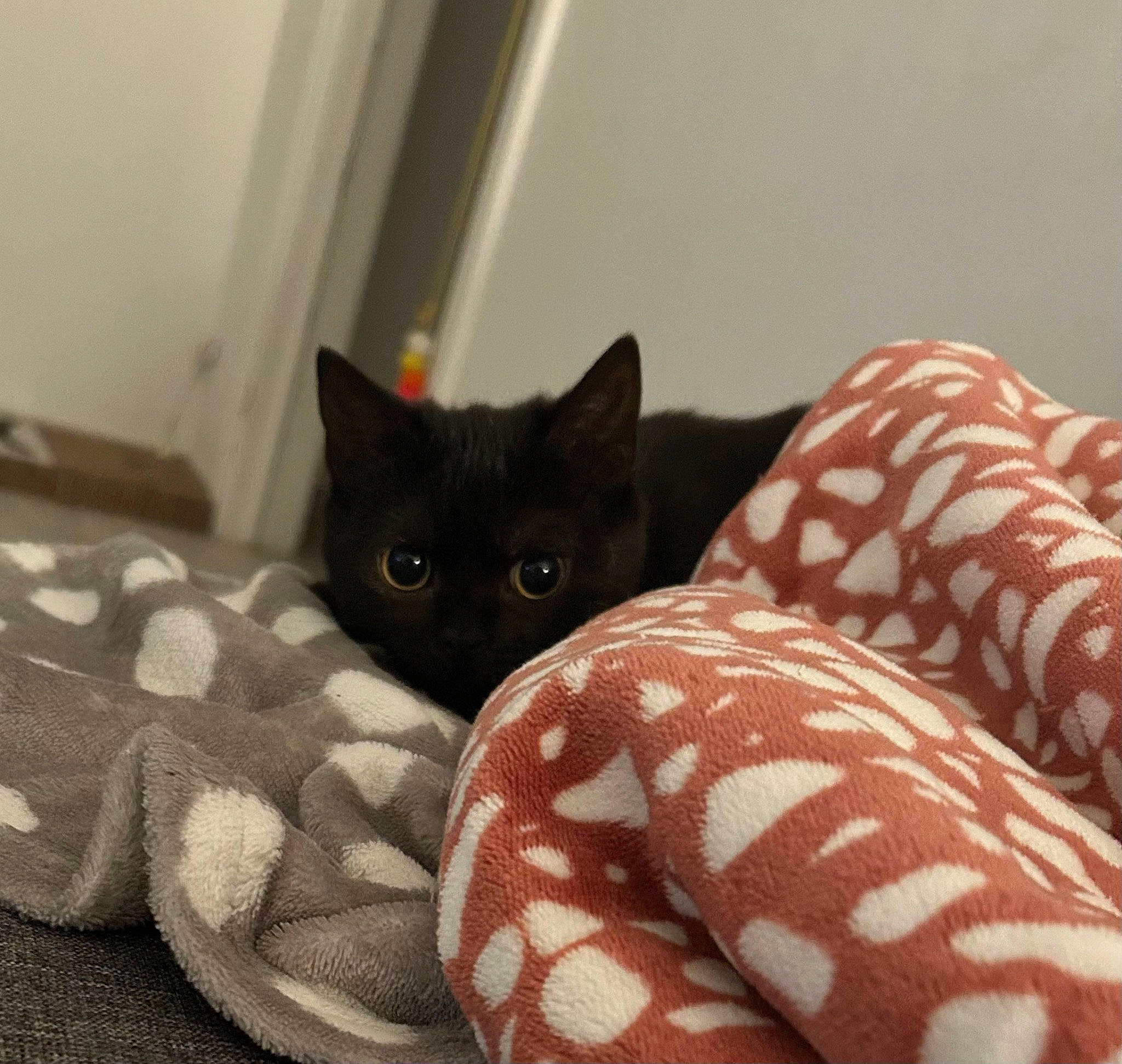 Dopel participe au concours pour gagner de l'argent avec cette photo : bed, black_cat, carmine, carnivore, cat, cat_supply, comfort, domestic_short_haired_cat, felidae, flooring, fur, grey, linens, pattern, room, small_to_medium_sized_cats, snout, tail, textile, whiskers