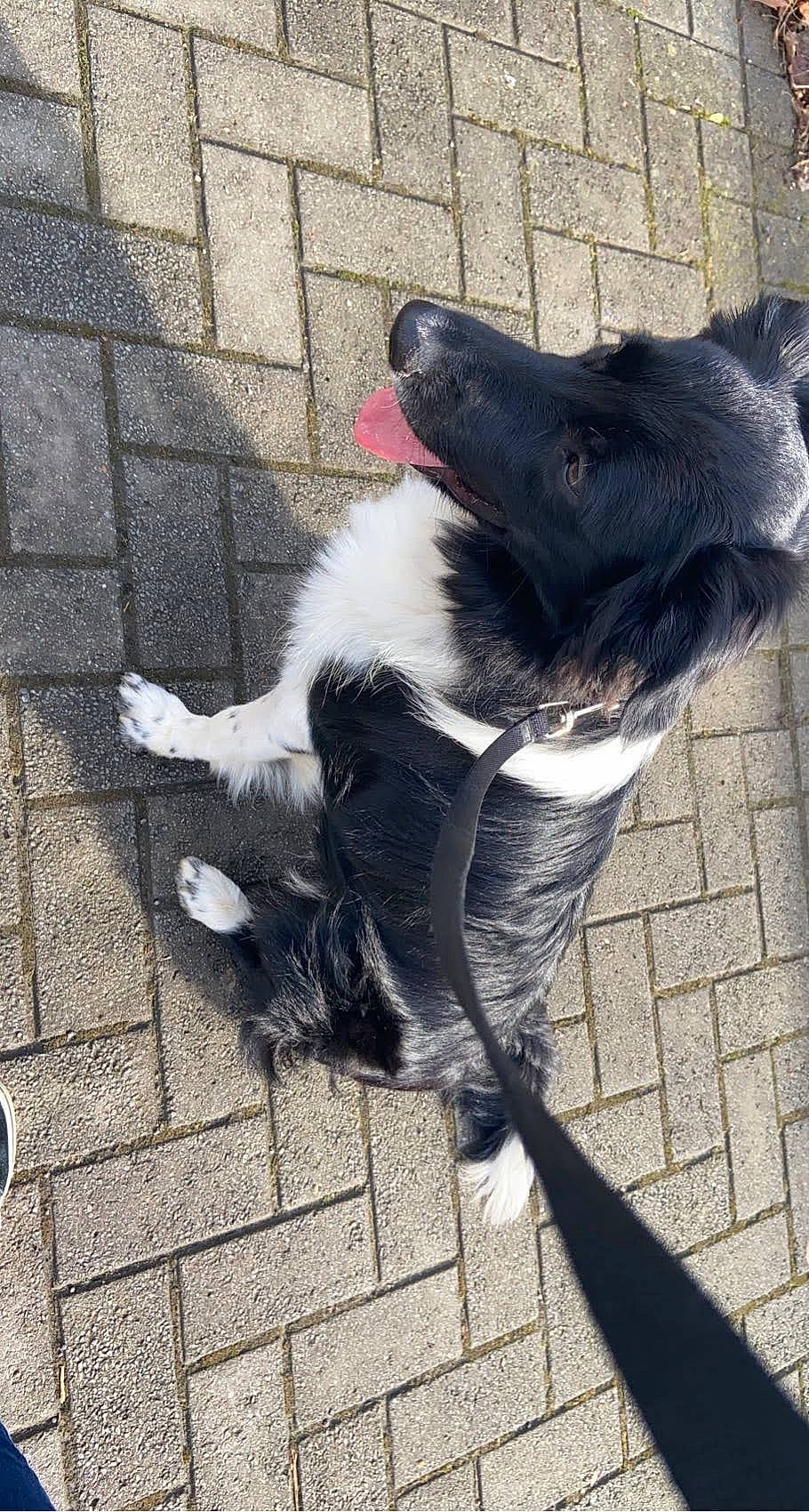 Shuki a rejoint le concours — aidez-le/la à gagner de superbes lots ! borador, canidae, carnivore, cobblestone, collar, companion_dog, dog, dog_breed, dog_collar, flooring, foot, fur, road_surface, shadow, sidewalk, sporting_group, tail, whiskers, working_animal, working_dog