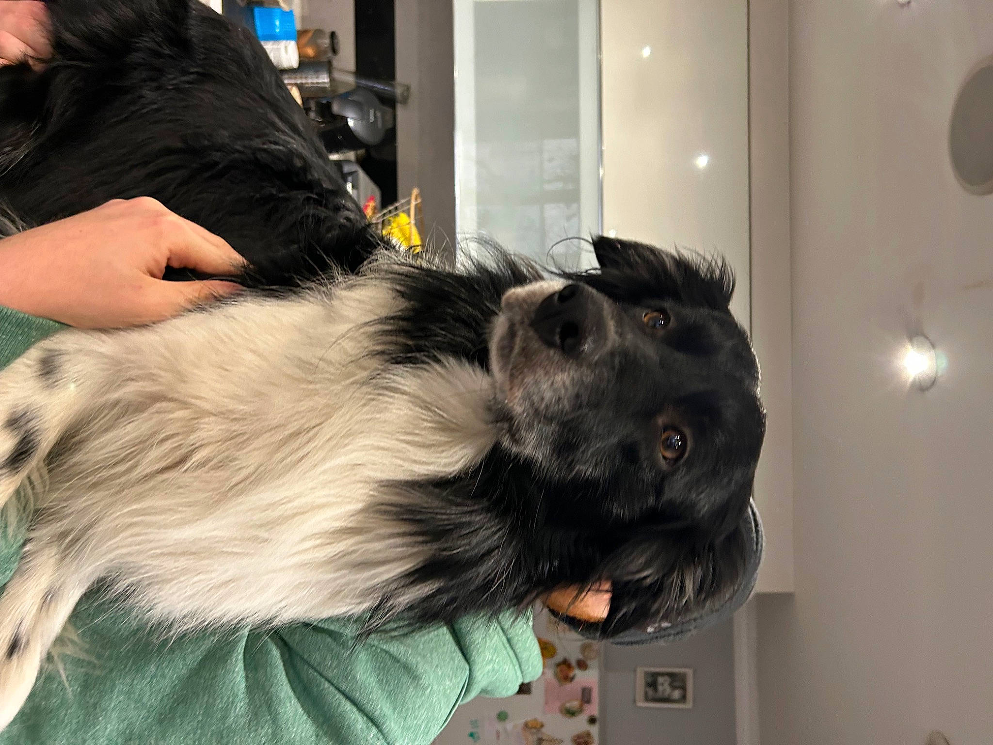 Shuki a rejoint le concours — aidez-le/la à gagner de superbes lots ! canidae, carnivore, companion_dog, dog, dog_breed, ear, fur, herding_dog, liver, snout, sporting_group, whiskers, working_animal, working_dog