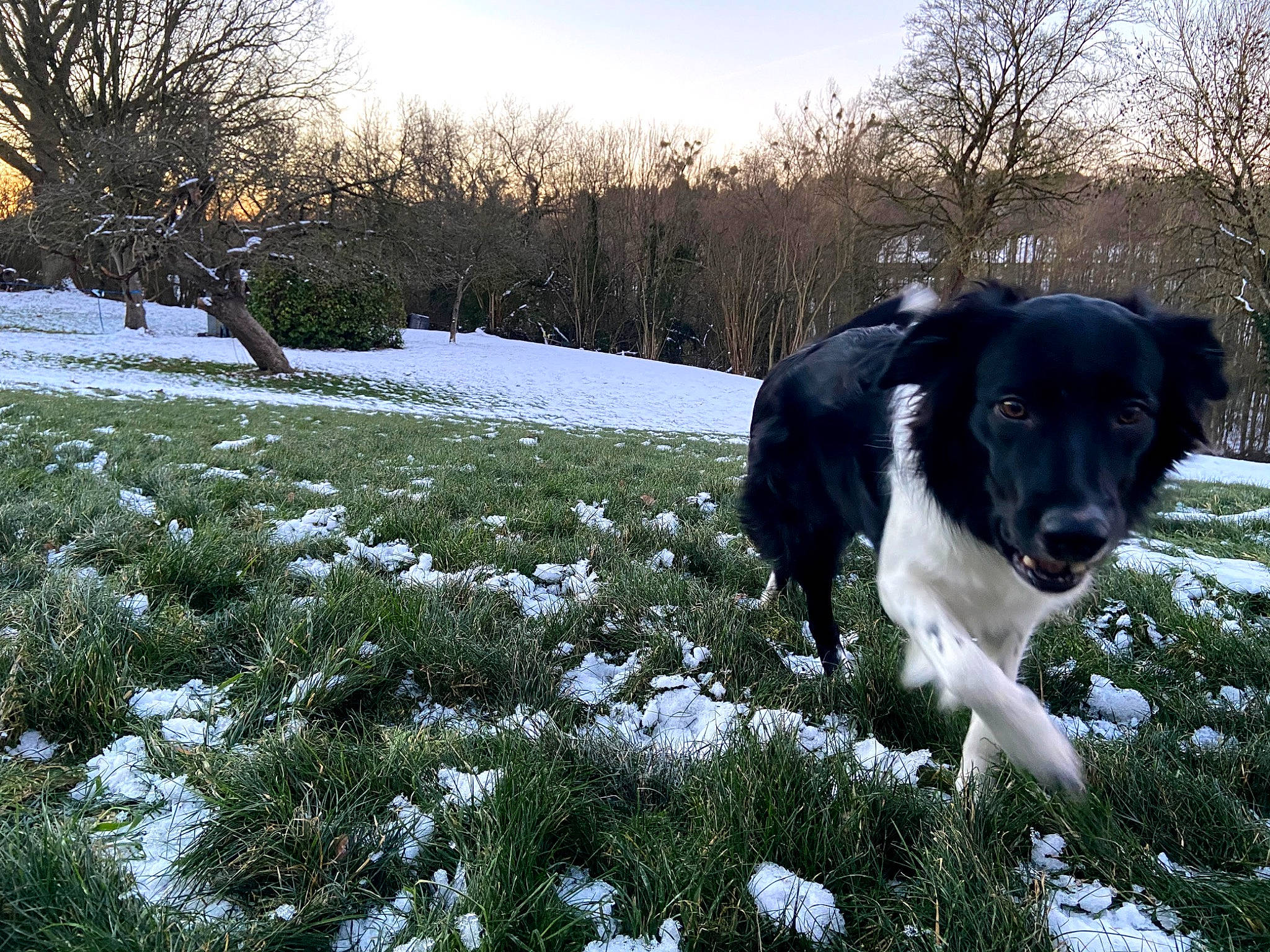 Shuki a rejoint le concours — aidez-le/la à gagner de superbes lots ! carnivore, companion_dog, dog, dog_breed, dog_collar, freezing, frost, fur, grass, gun_dog, herding_dog, natural_landscape, plant, sky, snout, snow, tail, tree, winter, working_animal
