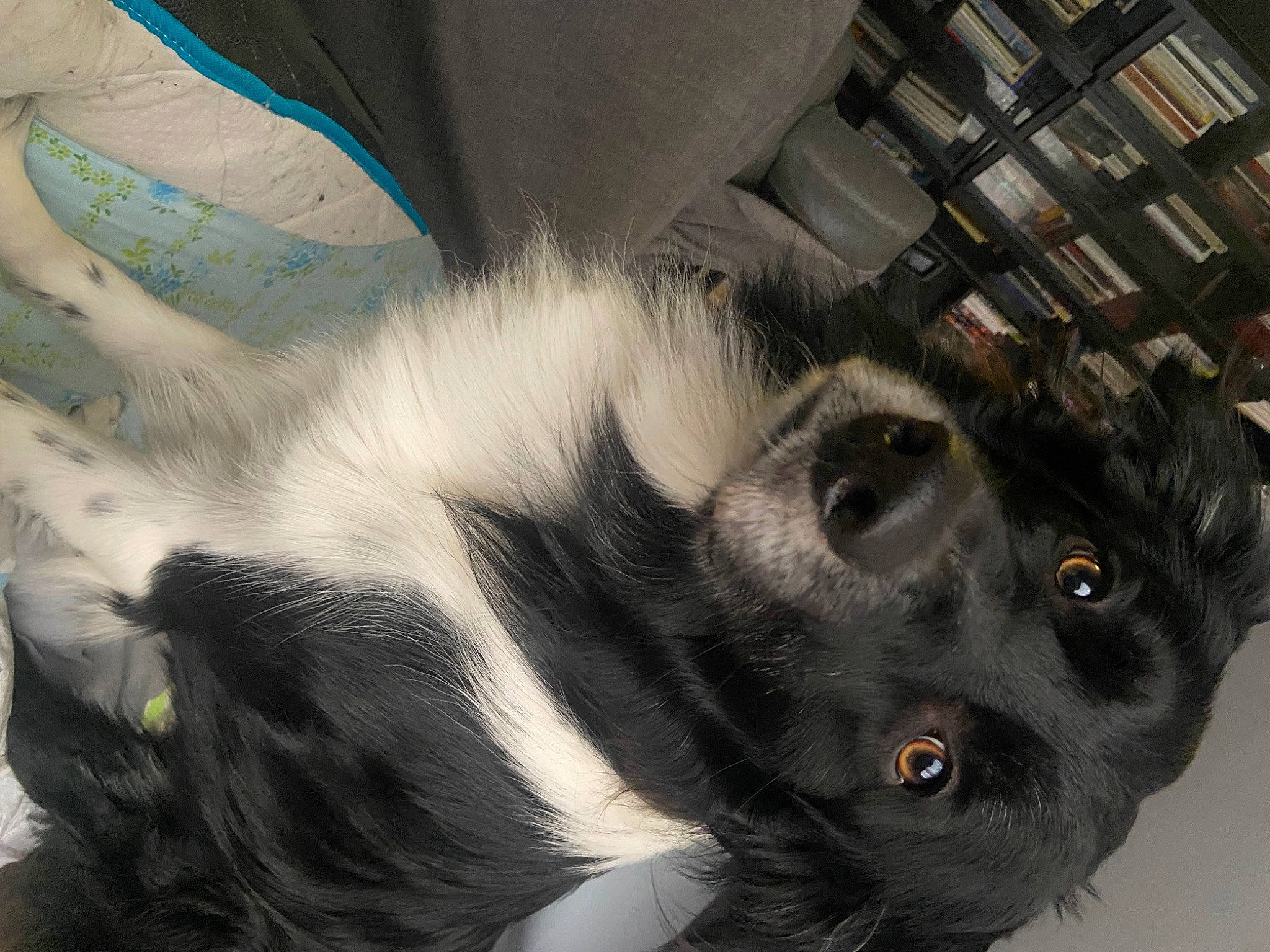 Shuki a rejoint le concours — aidez-le/la à gagner de superbes lots ! art, canidae, carnivore, claw, companion_dog, dog_breed, domestic_short_haired_cat, ear, eye, felidae, fur, paw, small_to_medium_sized_cats, snout, sporting_group, tail, terrestrial_animal, whiskers, working_animal