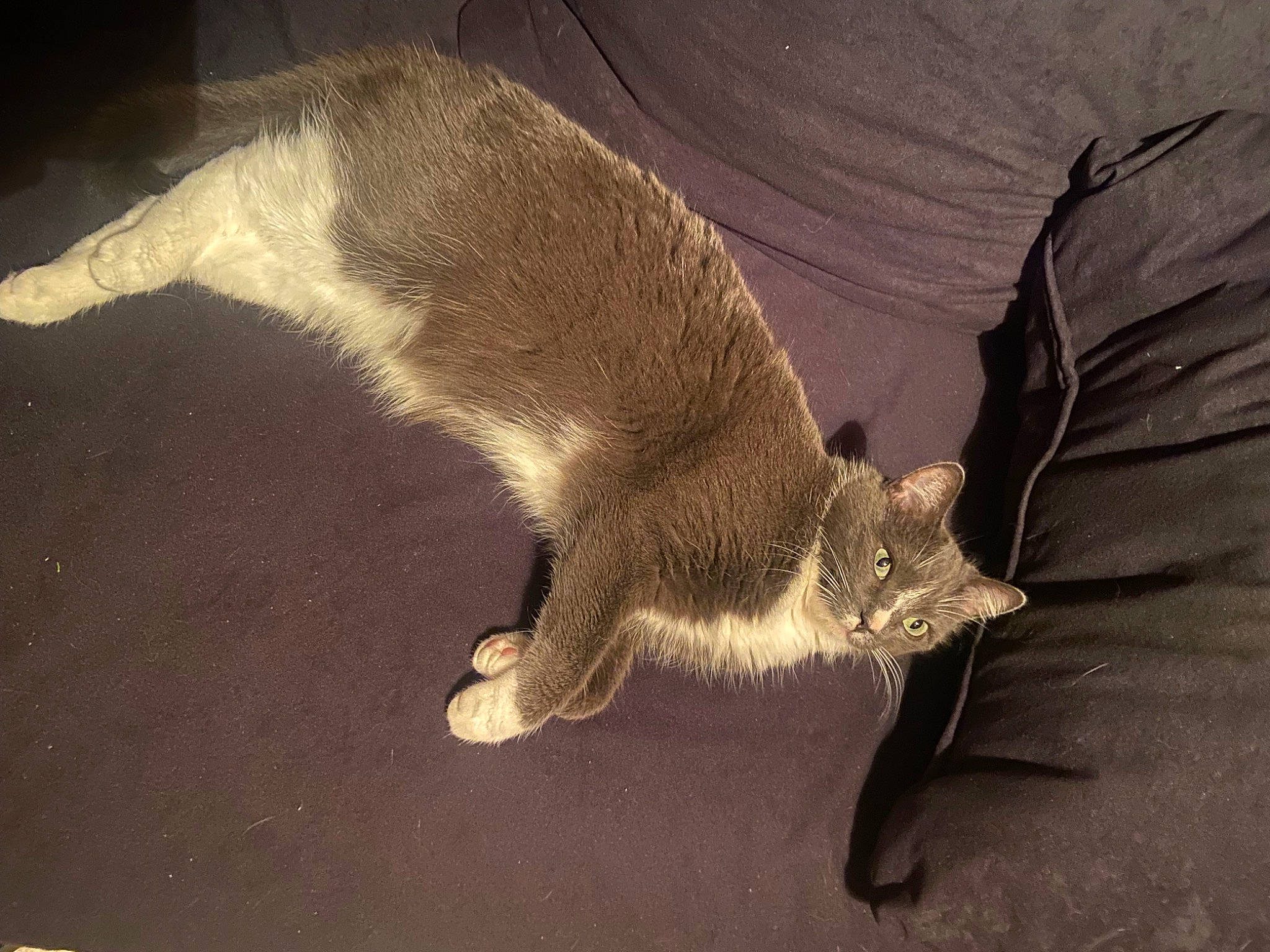 Bonbon a rejoint le concours — aidez-le/la à gagner de superbes lots ! accipitriformes, bat, beak, big_brown_bat, bird_of_prey, carnivore, claw, common_pipistrelle, falconiformes, felidae, fur, little_brown_myotis, mouse_eared_bat, mustelidae, pipistrelles, small_to_medium_sized_cats, tail, terrestrial_animal, whiskers, wing