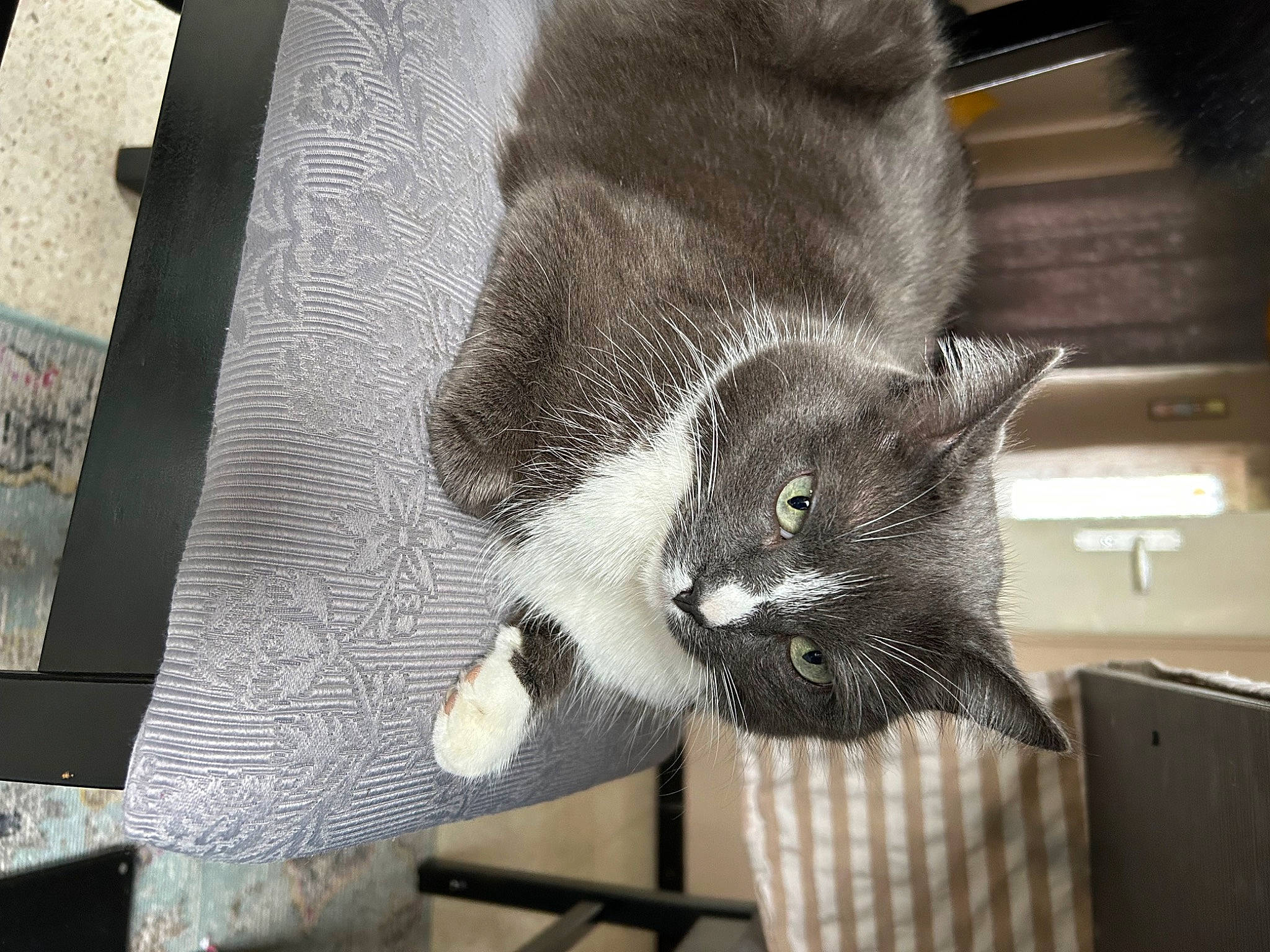 Bonbon participe au concours pour gagner de l'argent avec cette photo : animal_shelter, black_cat, box, carnivore, cat, cat_supply, claw, comfort, domestic_short_haired_cat, felidae, fur, grey, monochrome_photography, paw, pet_supply, small_to_medium_sized_cats, snout, tail, whiskers