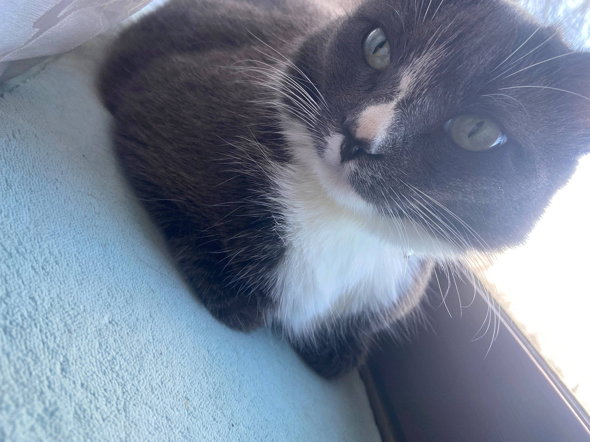 Bonbon participe au concours pour gagner de l'argent avec cette photo : black_cat, carnivore, cat, claw, comfort, domestic_short_haired_cat, felidae, fur, paw, small_to_medium_sized_cats, snout, tail, terrestrial_animal, whiskers