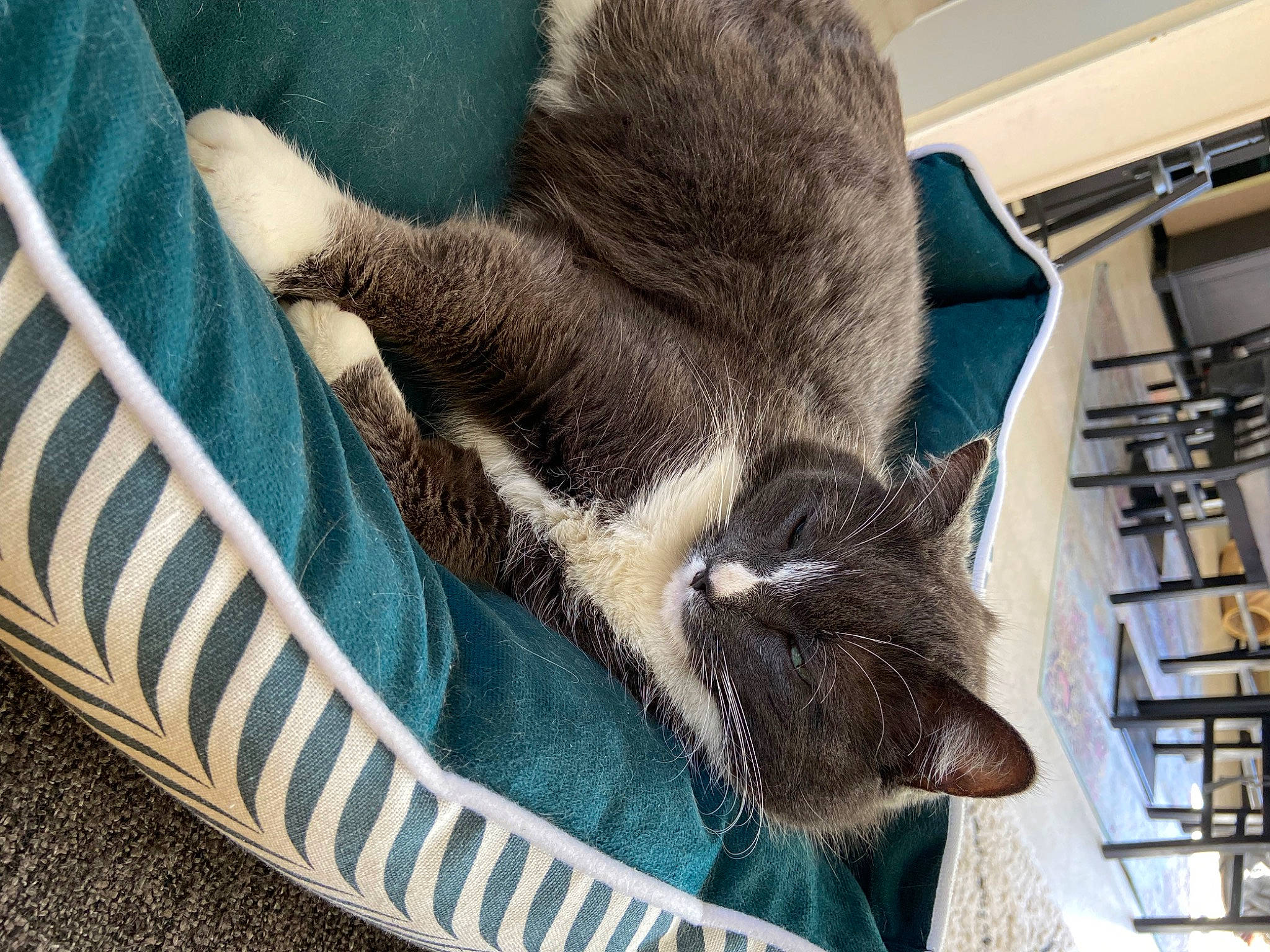 Bonbon a rejoint le concours — aidez-le/la à gagner de superbes lots ! carnivore, cat, cat_supply, claw, comfort, domestic_short_haired_cat, felidae, fur, grey, linens, pattern, paw, small_to_medium_sized_cats, tail, terrestrial_animal, whiskers, wood