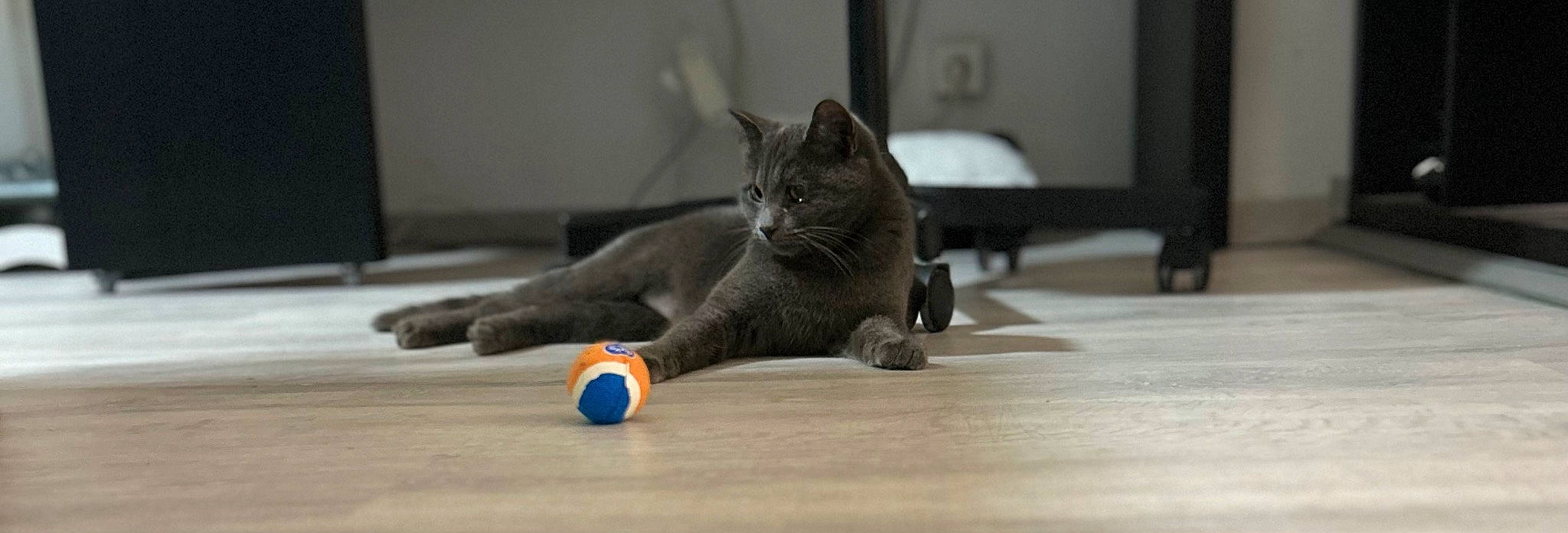 Bluep participe au concours pour gagner de l'argent avec cette photo : carnivore, cat, cat_toy, claw, domestic_short_haired_cat, felidae, floor, flooring, foot, fur, grey, hardwood, paw, russian_blue, small_to_medium_sized_cats, snout, tail, whiskers, wood, wood_flooring