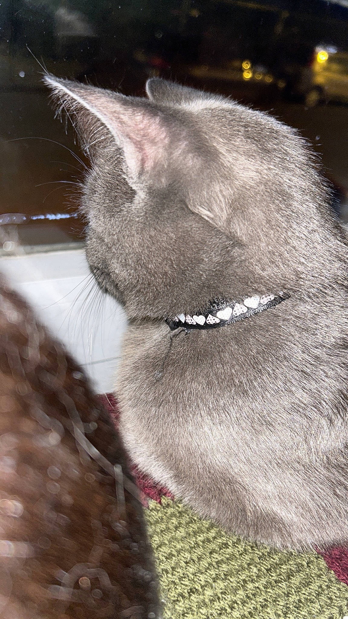 Bluep a rejoint le concours — aidez-le/la à gagner de superbes lots ! carnivore, cat, claw, collar, domestic_short_haired_cat, fang, felidae, fur, grey, monochrome, monochrome_photography, paw, photo_caption, small_to_medium_sized_cats, snout, tail, terrestrial_animal, whiskers, wildlife, window