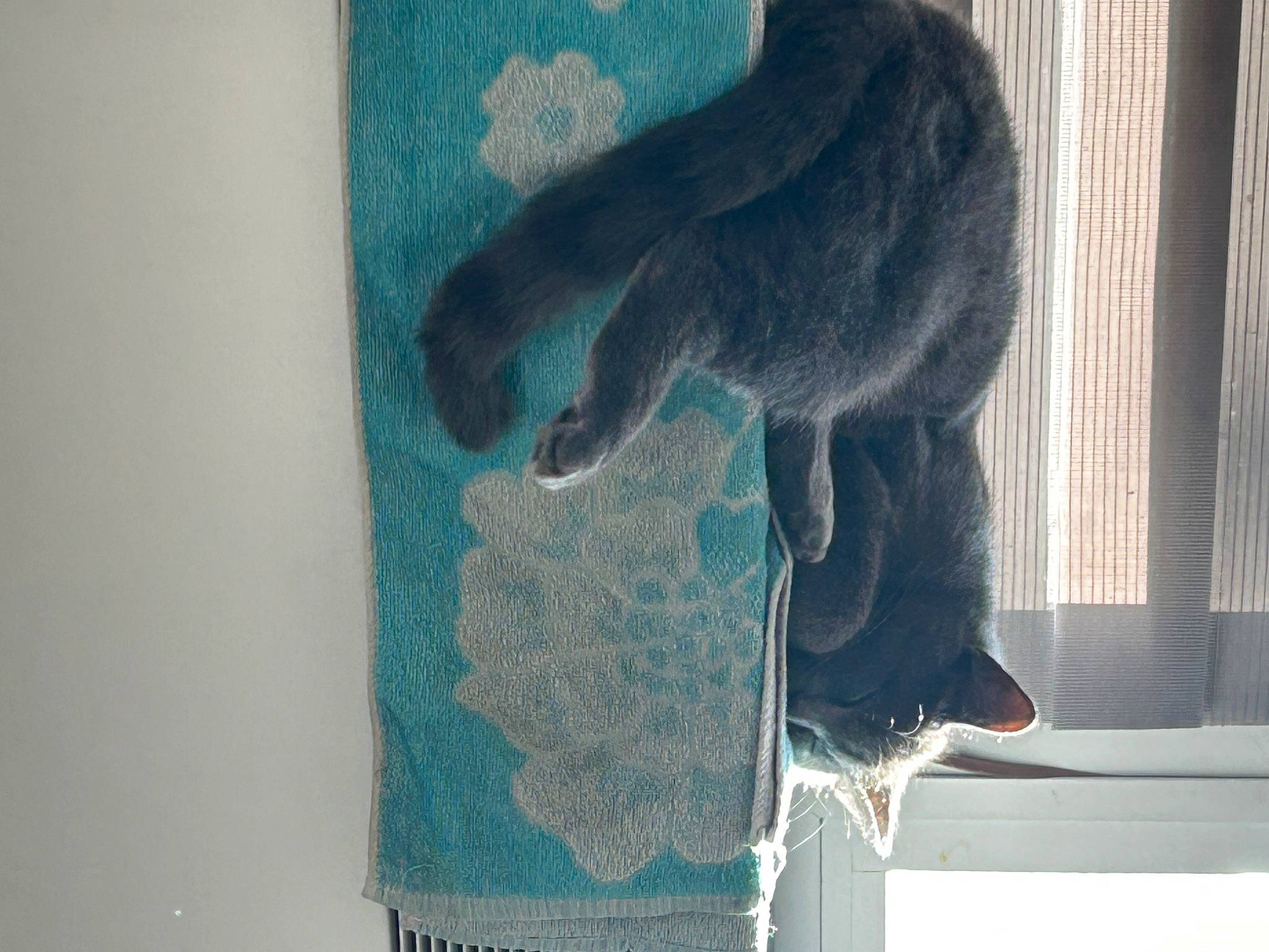 Bluep a rejoint le concours — aidez-le/la à gagner de superbes lots ! art, denim, electric_blue, felidae, fur, gesture, grey, jersey, linens, painting, pattern, sleeve, small_to_medium_sized_cats, sportswear, t_shirt, tail, textile, tree, wool, woolen