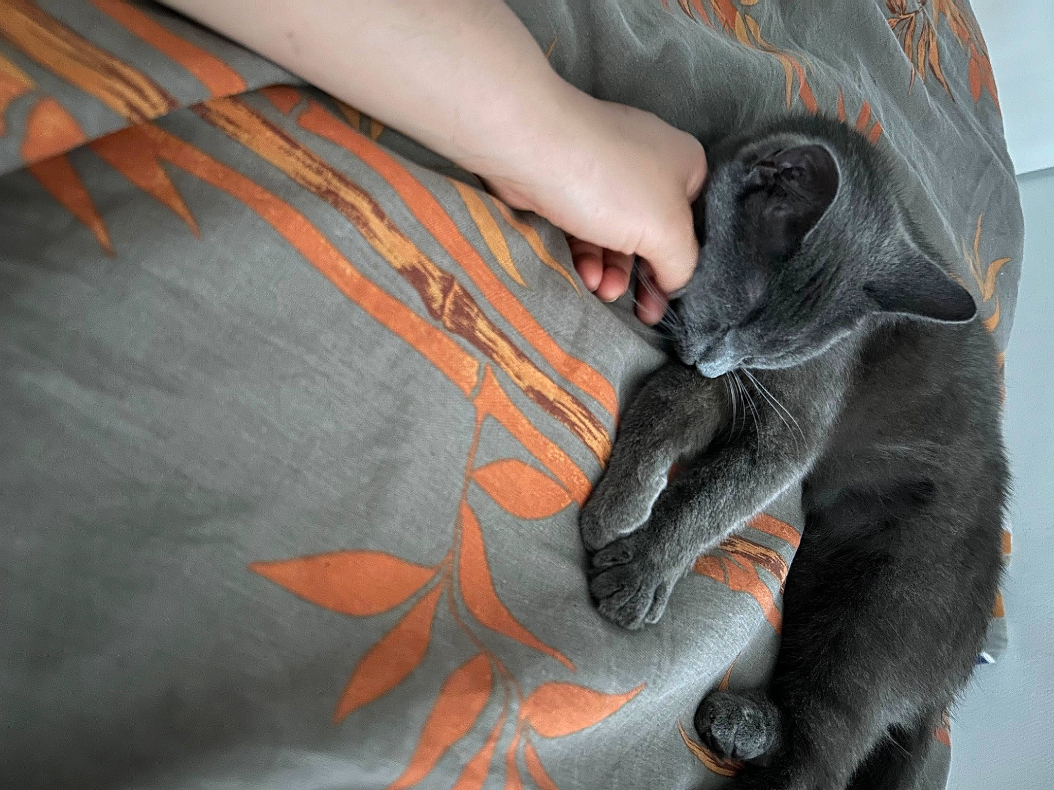 Bluep participe au concours pour gagner de l'argent avec cette photo : carmine, comfort, denim, fashion_accessory, finger, foot, fur, gesture, glove, grey, human_leg, knee, nail, orange, pattern, personal_protective_equipment, sleeve, thigh, wood, wrist