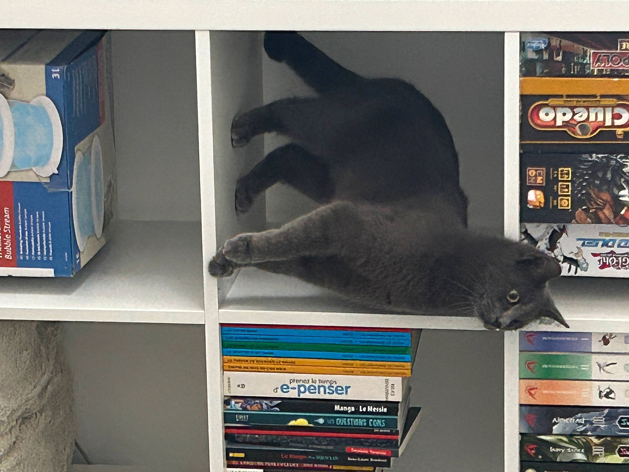 Bluep a rejoint le concours — aidez-le/la à gagner de superbes lots ! advertising, bookcase, carnivore, display_device, felidae, font, mammal, publication, room, shelf, shelving, tail, terrestrial_animal