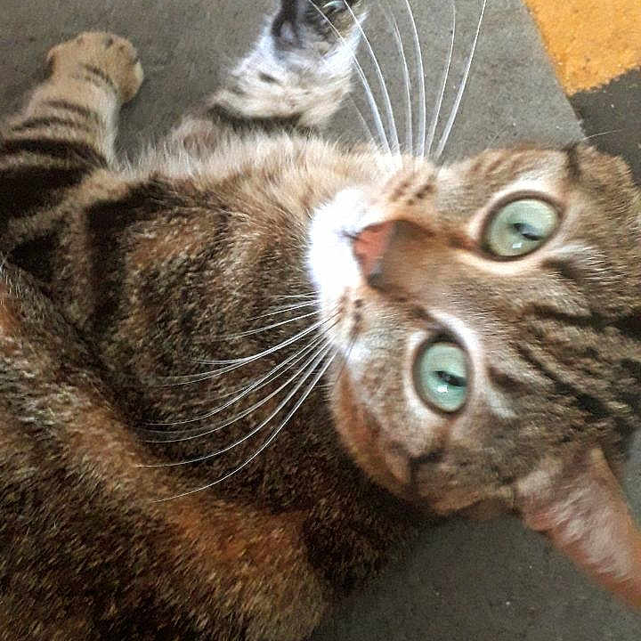 Tao a rejoint le concours — aidez-le/la à gagner de superbes lots ! animal, carpet, cat, close_up, curious, cute, domestic_cat, feline, fur, green_eyes, indoor, looking_up, mammal, paw, pet, playful, relaxed, striped, tabby, whiskers