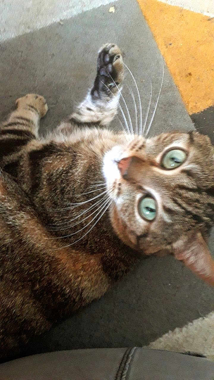Tao a rejoint le concours — aidez-le/la à gagner de superbes lots ! cat, tabby, pet, animal, whiskers, paw, green_eyes, curious, indoor, carpet, fur, close_up, looking_up, cute, feline, domestic_cat, striped, mammal, relaxed, playful