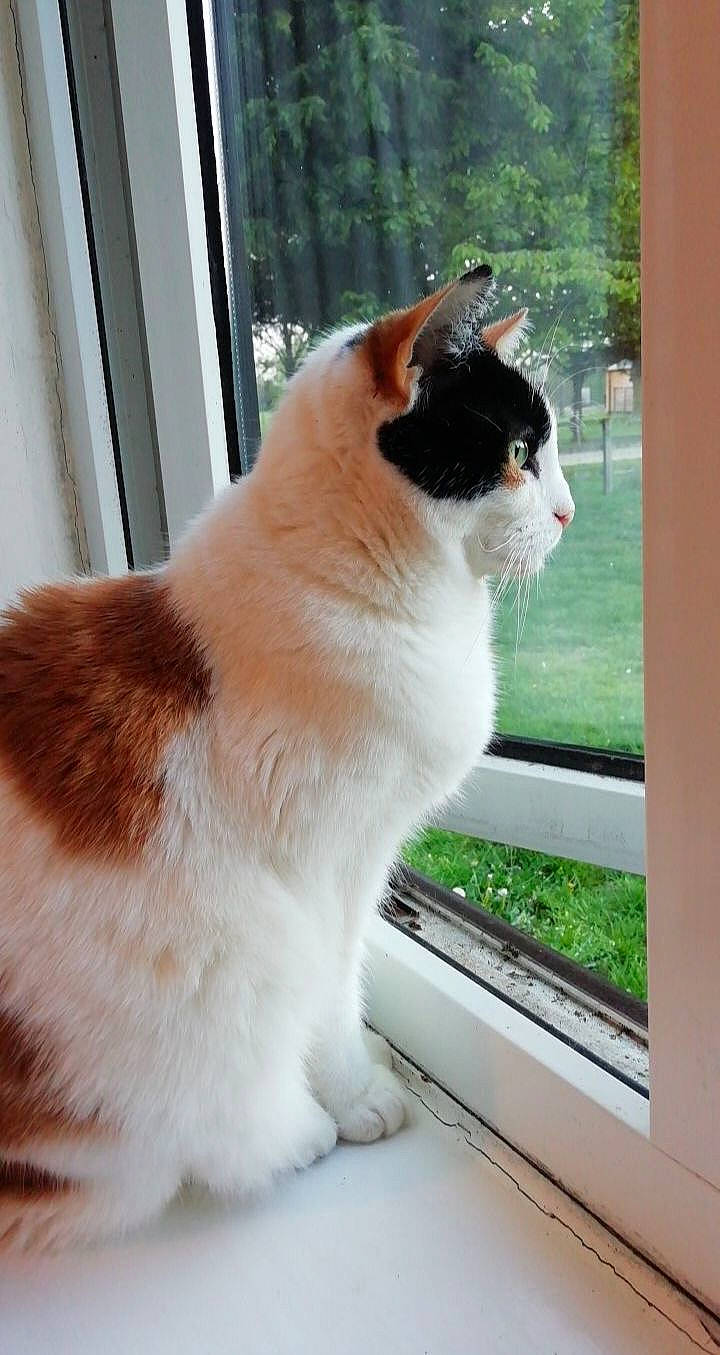 Blossom is registered to the contest to win money with this photo: carnivore, cat, collar, domestic_short_haired_cat, door, fawn, felidae, fur, grass, hardwood, plant, shade, small_to_medium_sized_cats, snout, tail, tints_and_shades, tree, whiskers, window, wood